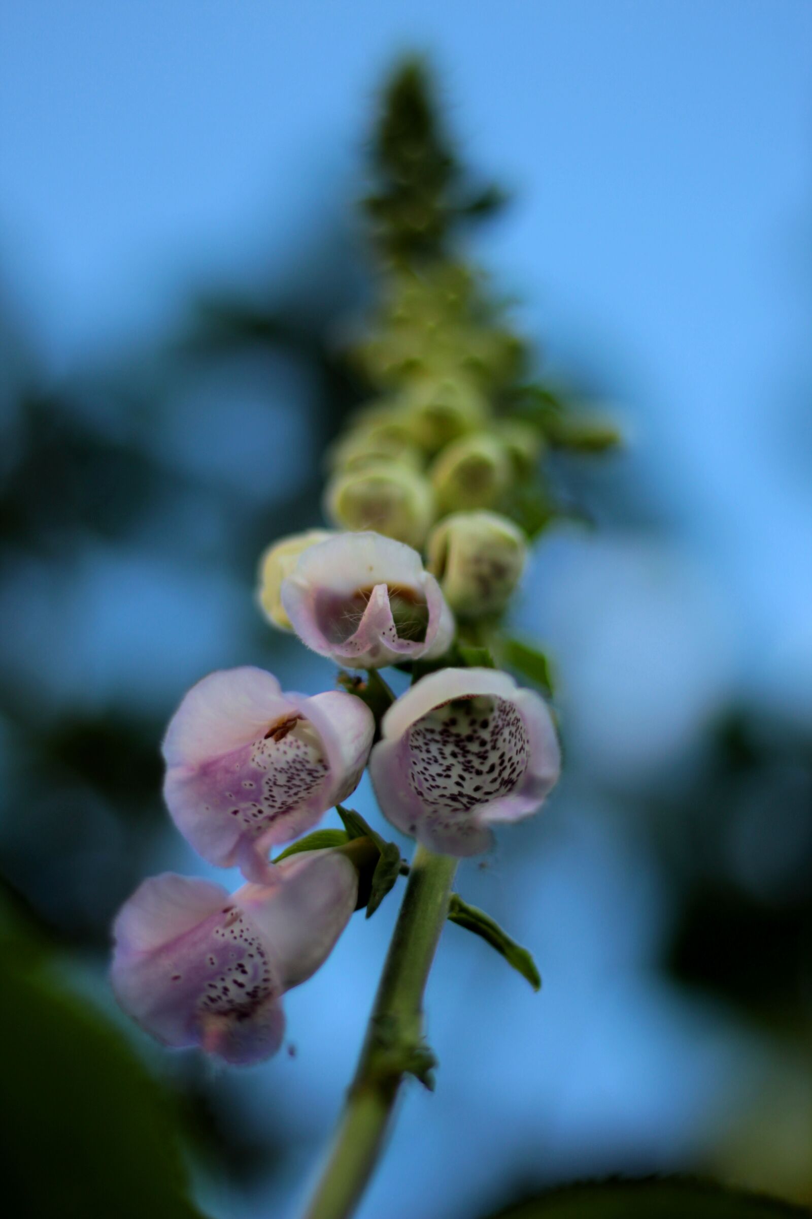 Canon EOS 600D (Rebel EOS T3i / EOS Kiss X5) + Canon EF 50mm F1.8 STM sample photo. Digitalis, foxglove, pink photography