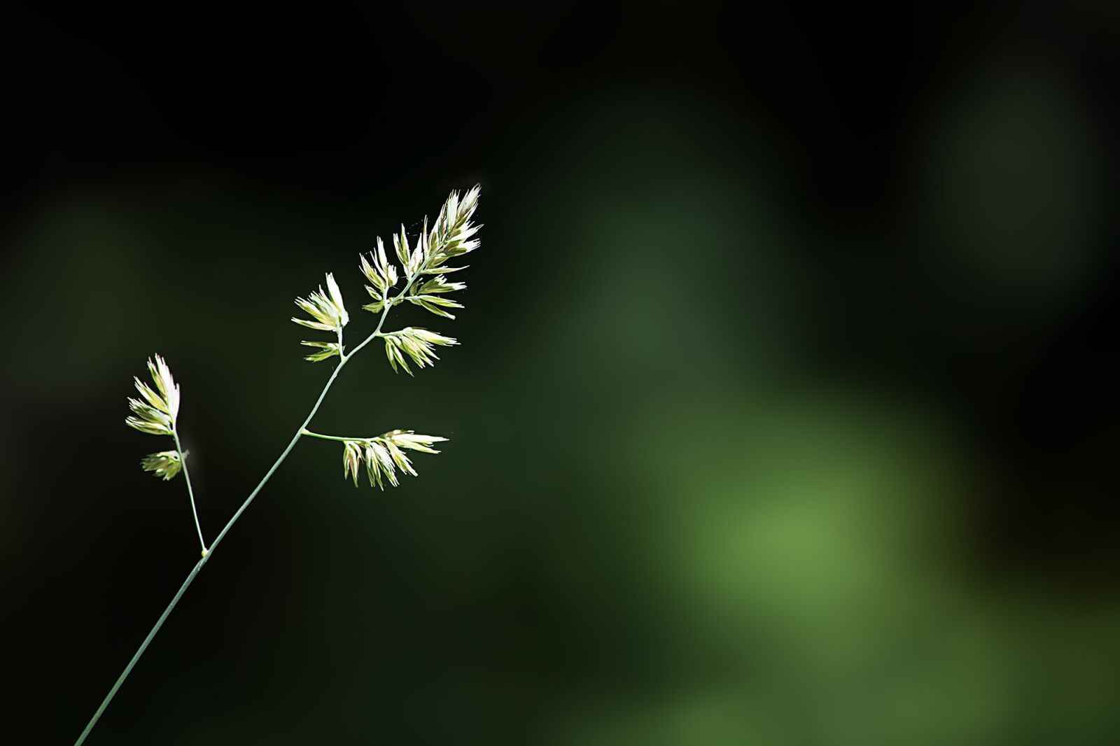 Nikon D7100 sample photo. Blade of grass, plant photography