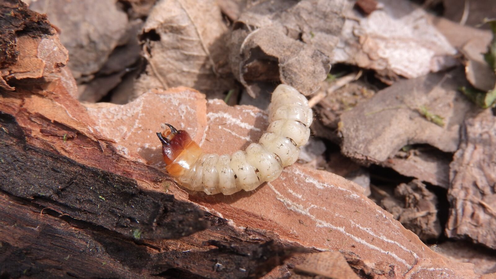 Nikon Coolpix P610 sample photo. Rhagium inquisitor, kousavec crustal photography