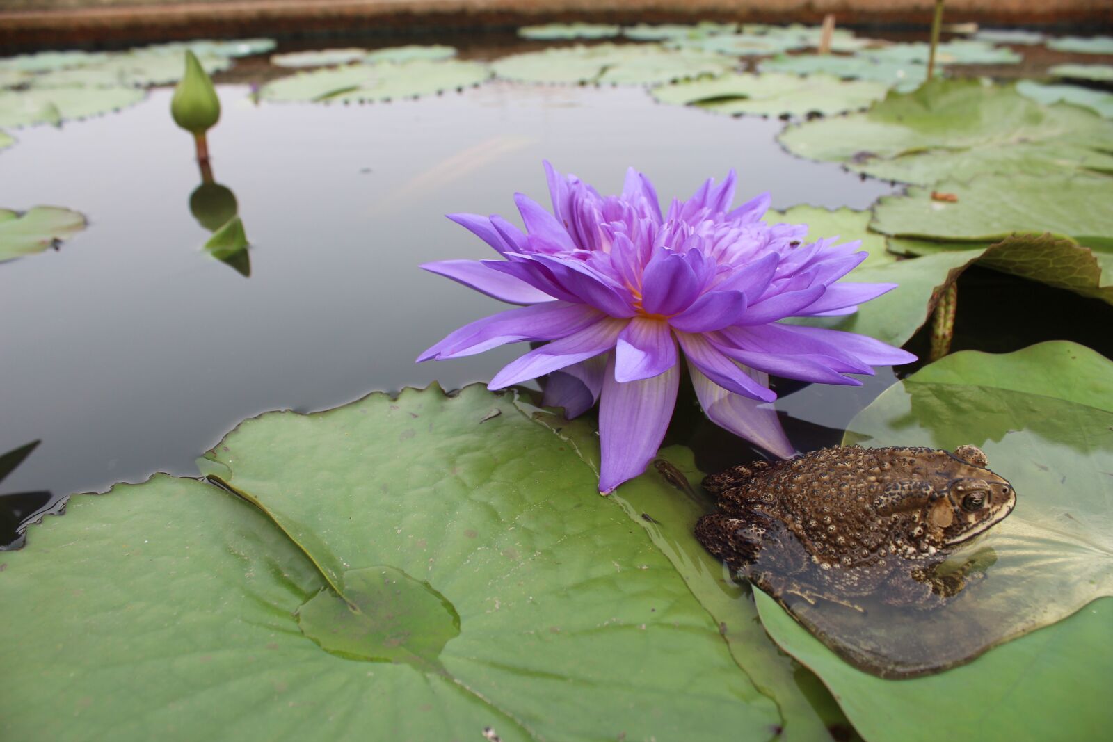 Canon EOS 600D (Rebel EOS T3i / EOS Kiss X5) sample photo. Frog, toad, water lily photography