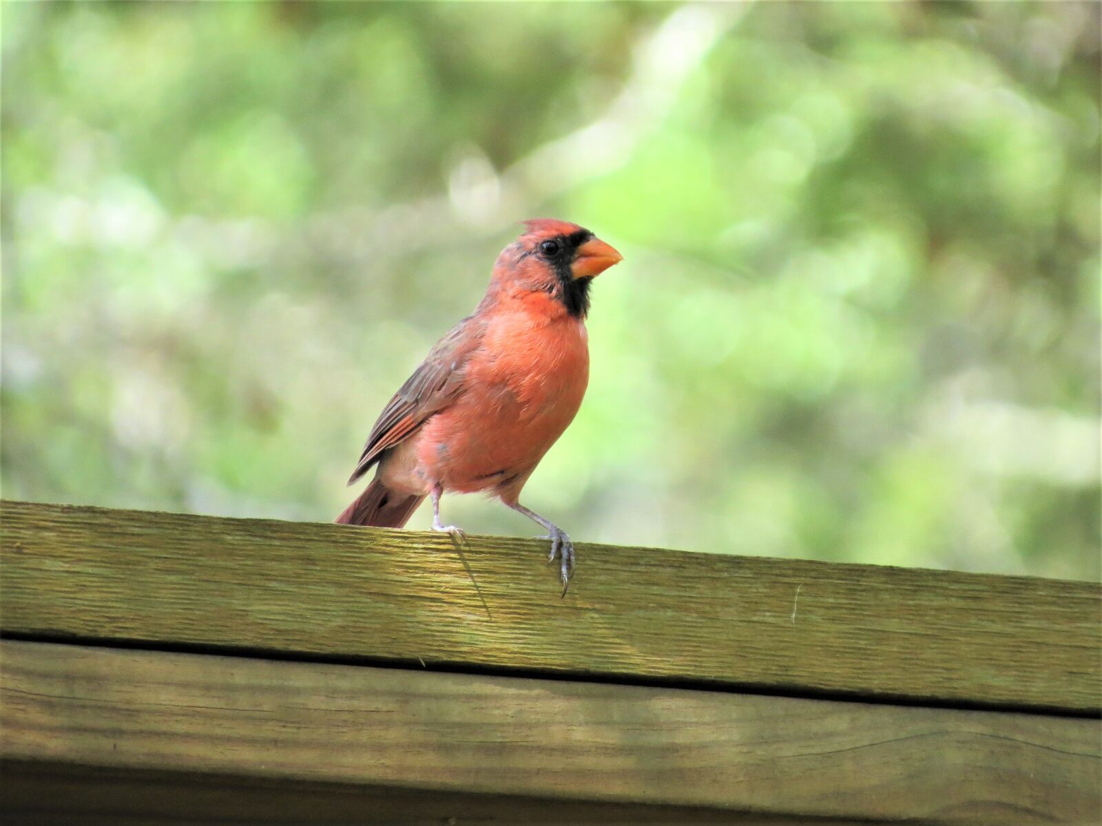 Canon PowerShot SX50 HS sample photo. Bird, redbird, wild photography