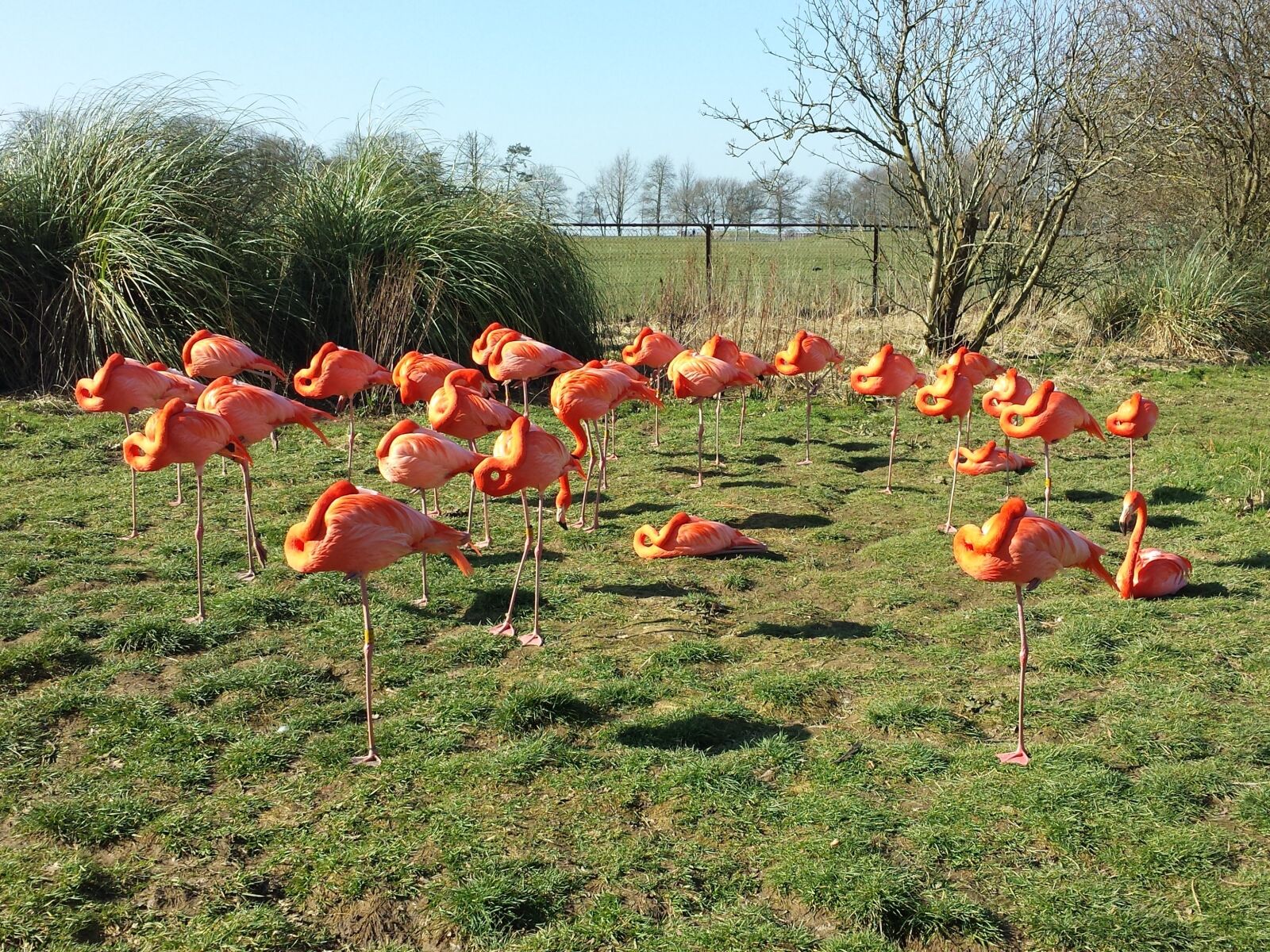 Samsung Galaxy S4 sample photo. Pelican, birds, zoo photography