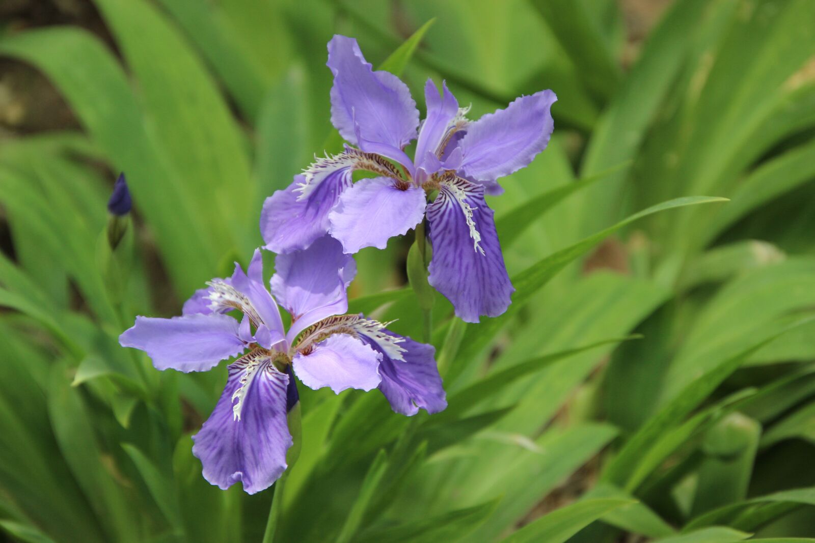 Canon EOS 600D (Rebel EOS T3i / EOS Kiss X5) sample photo. Flower, plant, purple flower photography