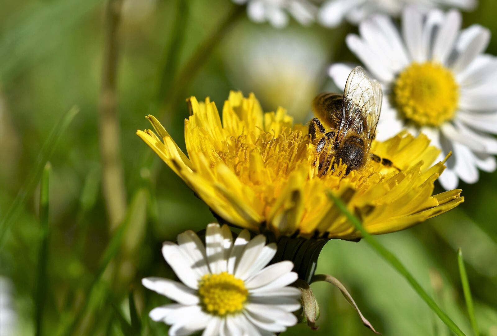 Nikon D7200 sample photo. Bee, honey bee, insect photography