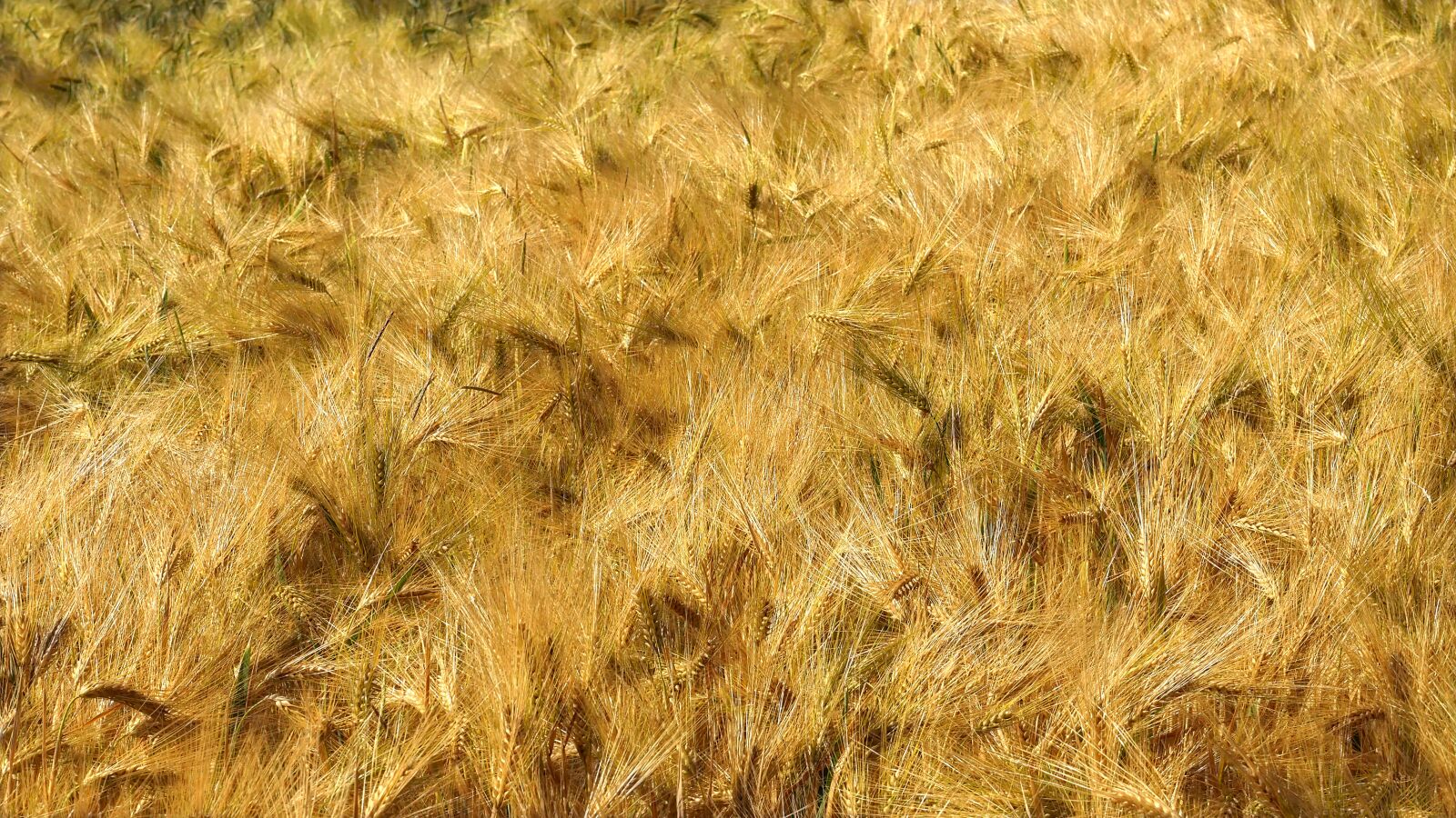 Panasonic Lumix DMC-GX85 (Lumix DMC-GX80 / Lumix DMC-GX7 Mark II) sample photo. Barley, agriculture, grain photography