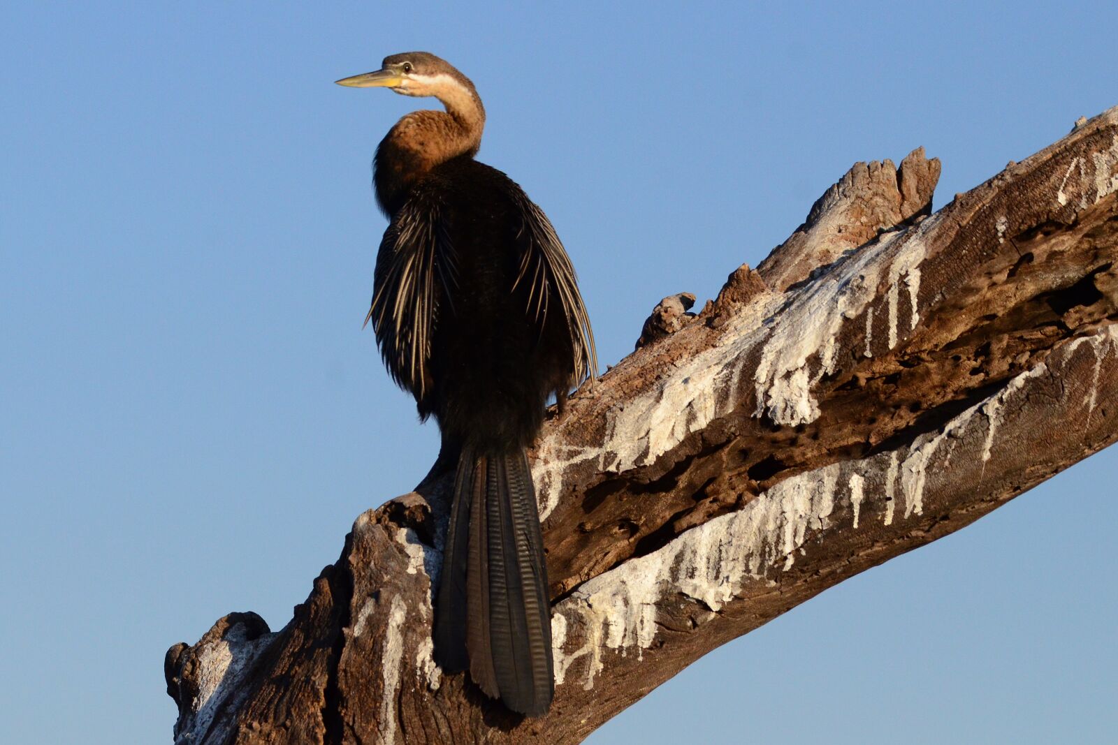 Nikon D7000 sample photo. Botswana, chobe, darter photography