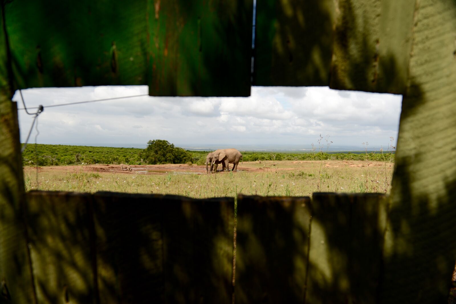 Nikon D800 sample photo. Wildlife, africa, safari photography