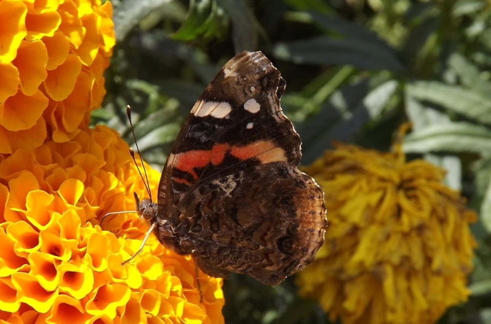 Fujifilm FinePix S3400 sample photo. Fauna, butterfly, wings photography