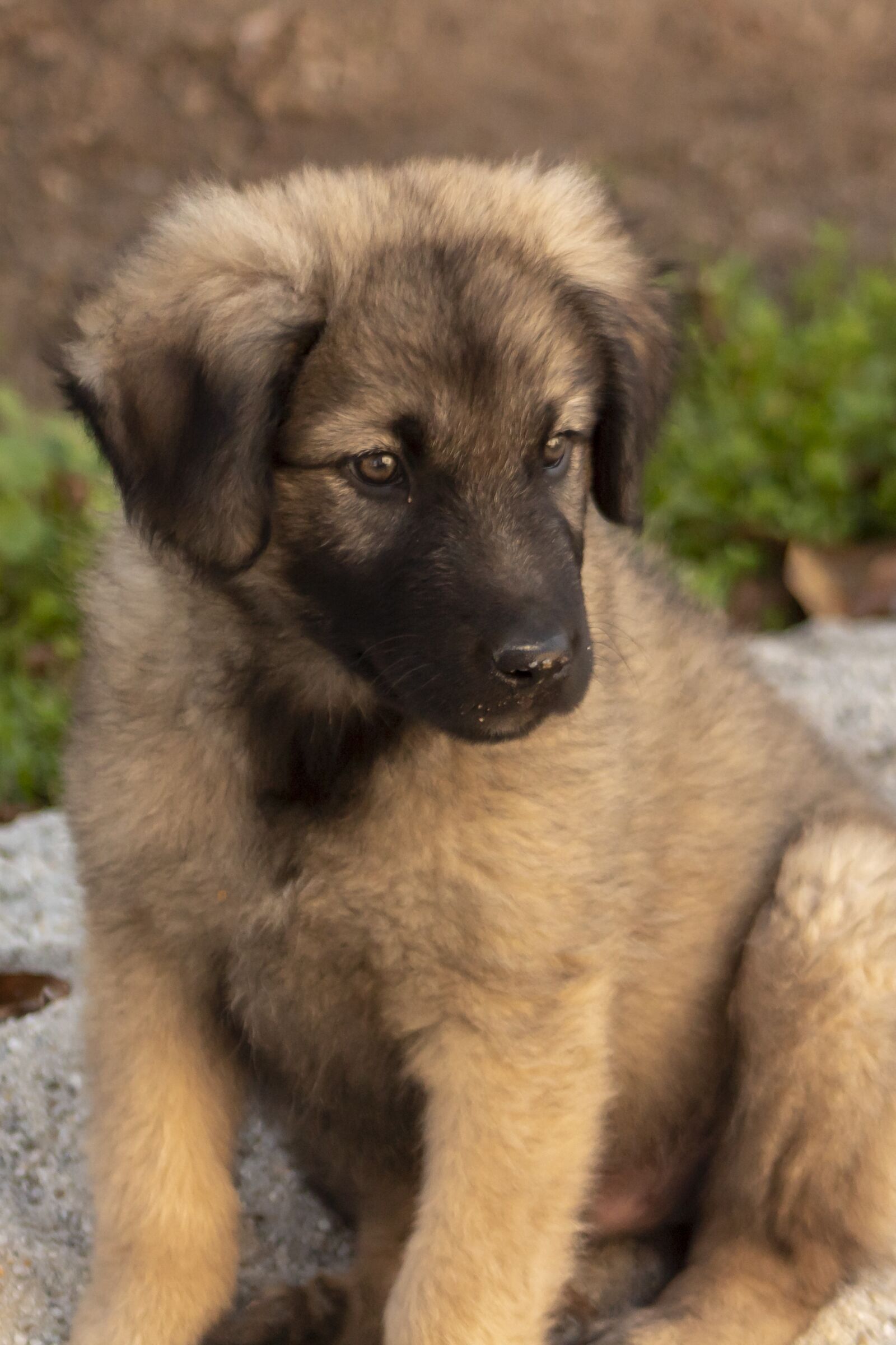 Canon EF75-300mm f/4-5.6 sample photo. Shepherd dog, dog, pets photography