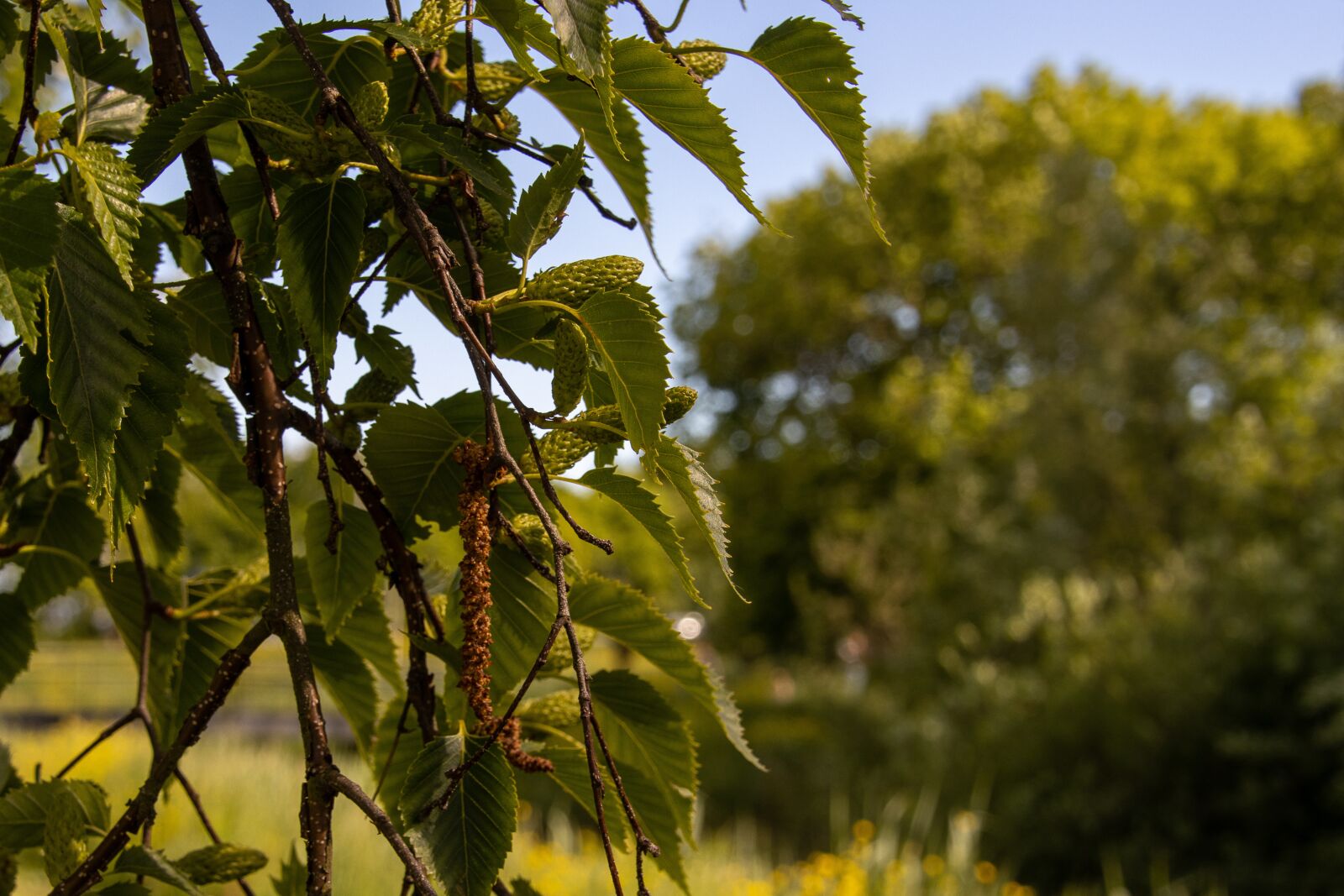 Canon EOS 90D sample photo. Birch, birch leaf, nature photography
