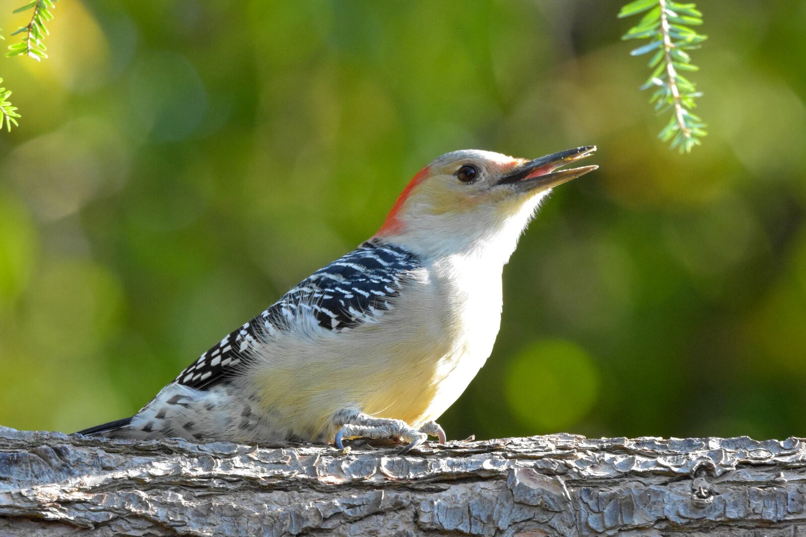Nikon D3400 sample photo. Red-bellied woodpecker, bird, perched photography