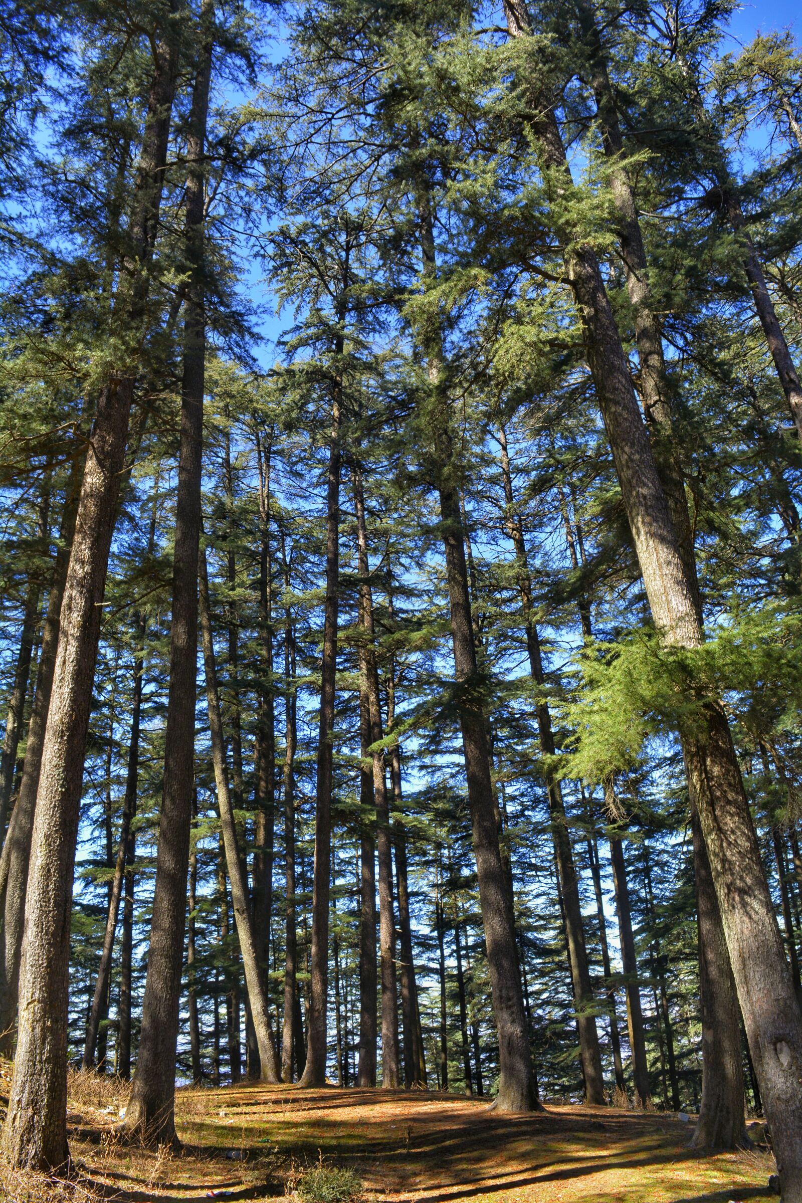 Nikon D5200 sample photo. Trees, india, tree photography