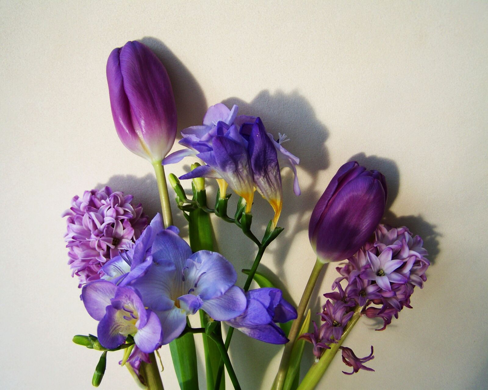 Kodak EASYSHARE ZD710 ZOOM DIGITAL CAMERA sample photo. Bunch of flowers, bluish-purple photography