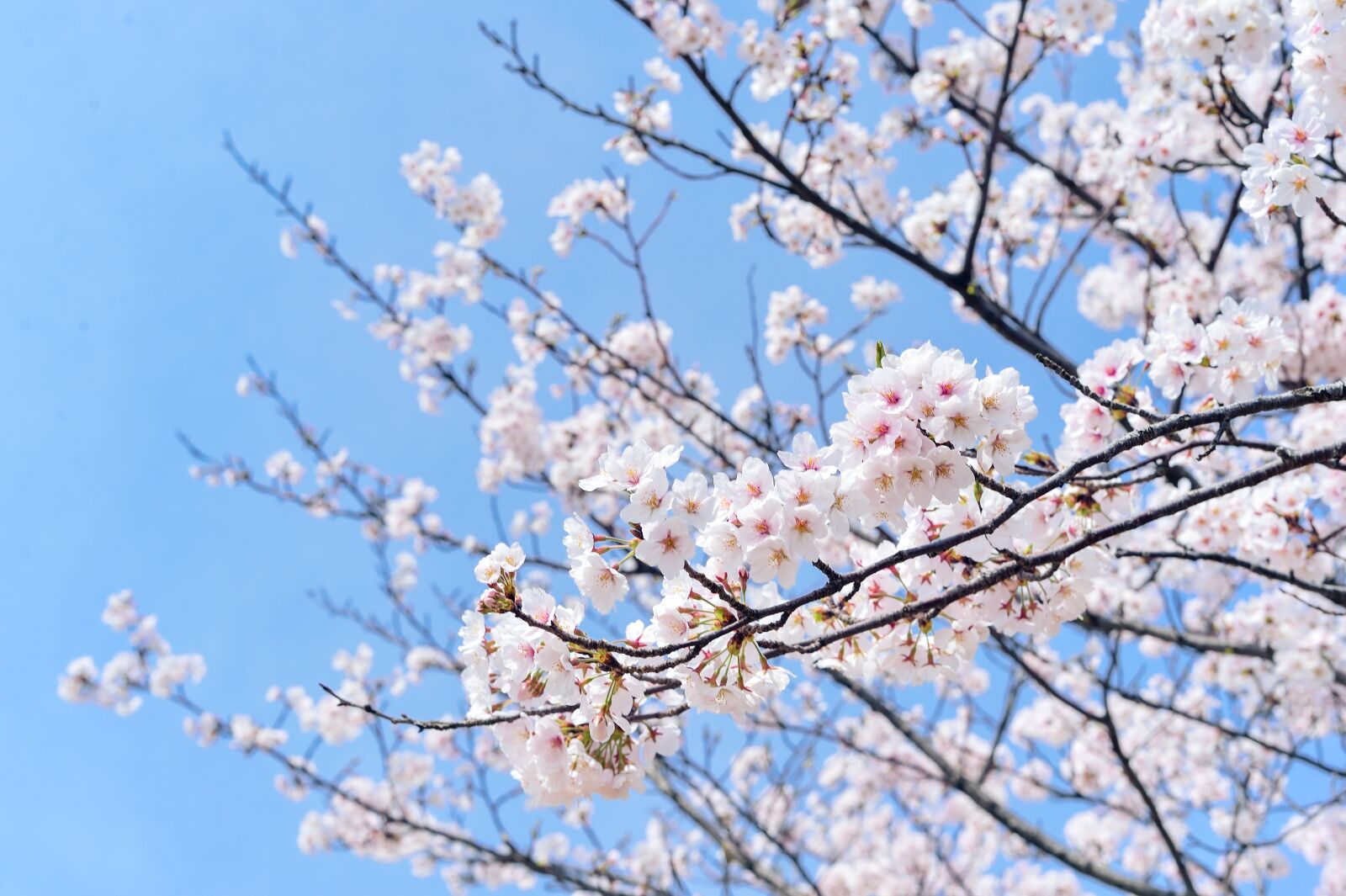 Nikon Df sample photo. Japan, landscape, spring photography