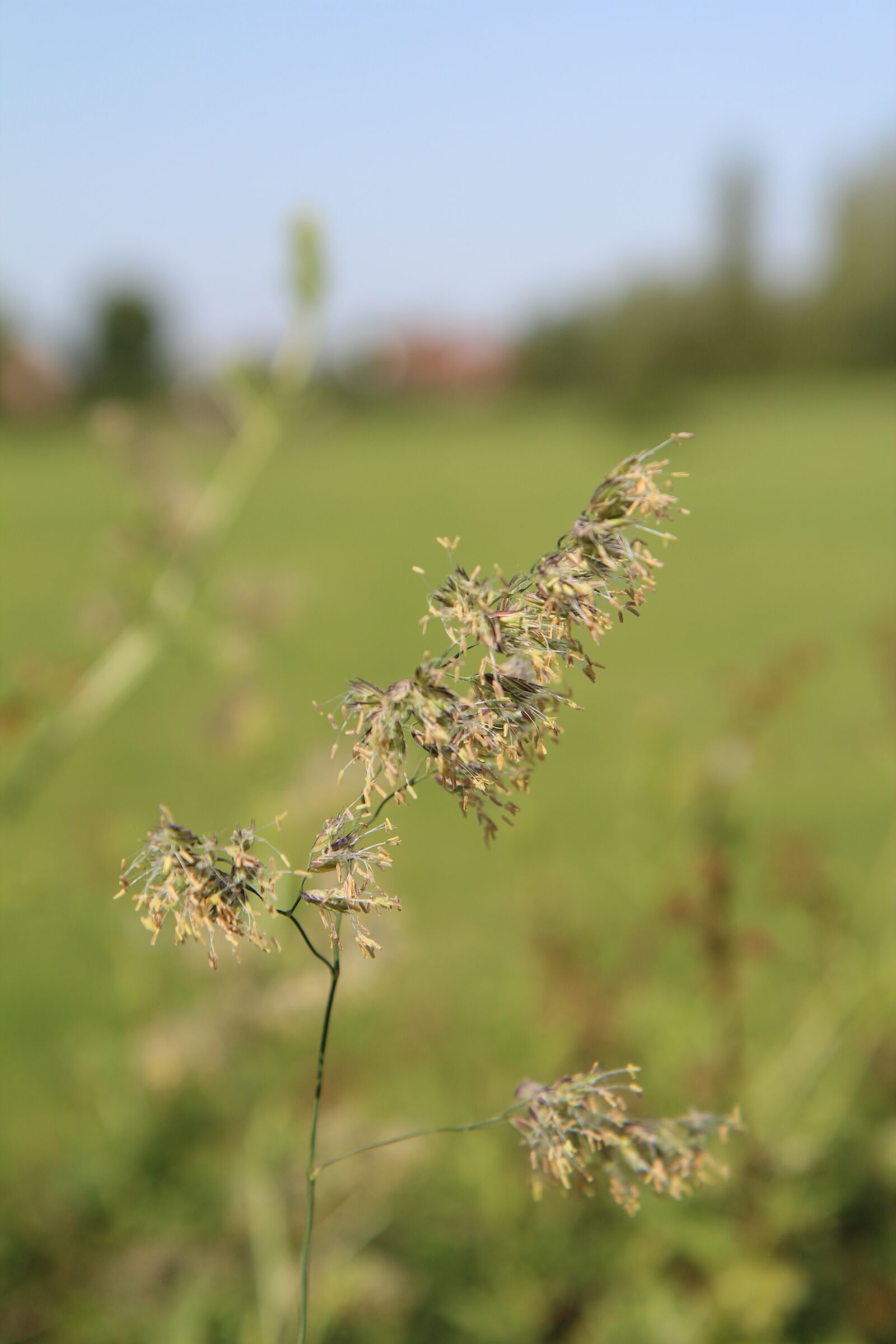 Canon EOS 600D (Rebel EOS T3i / EOS Kiss X5) sample photo. Grass, grasses, wild grasses photography