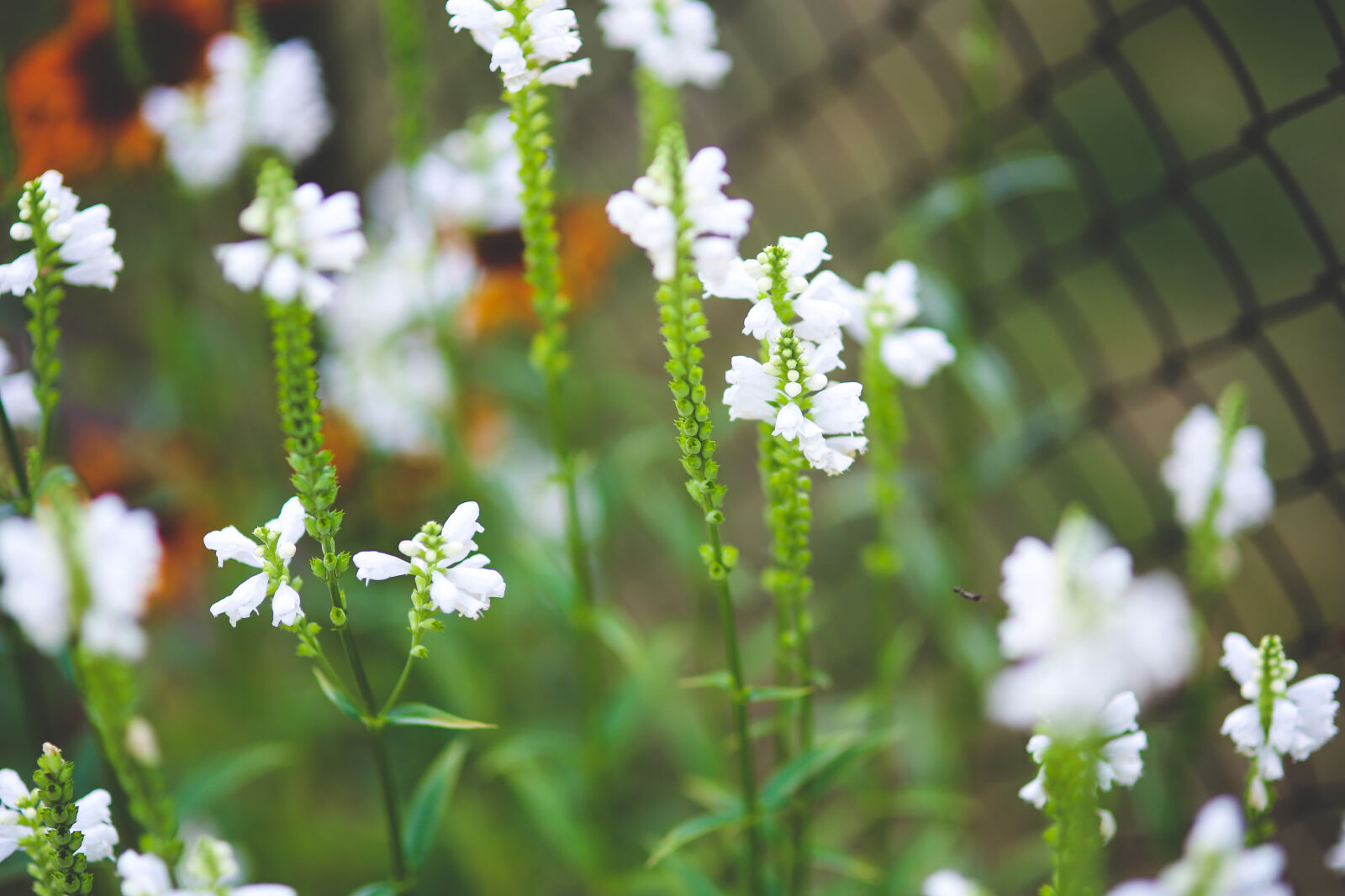 Sigma 85mm F1.4 EX DG HSM sample photo. White, little, flowers photography