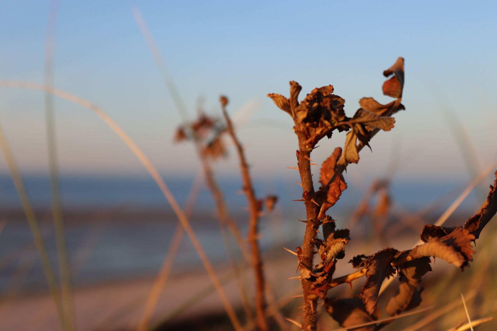 Canon EOS 200D (EOS Rebel SL2 / EOS Kiss X9) sample photo. Holly, spiekeroog, island photography