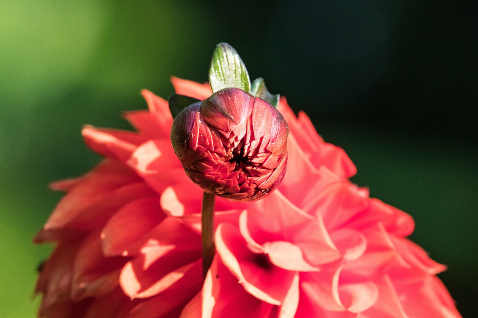 Canon EF-S 55-250mm F4-5.6 IS STM sample photo. Dahlia, bud, blossom photography
