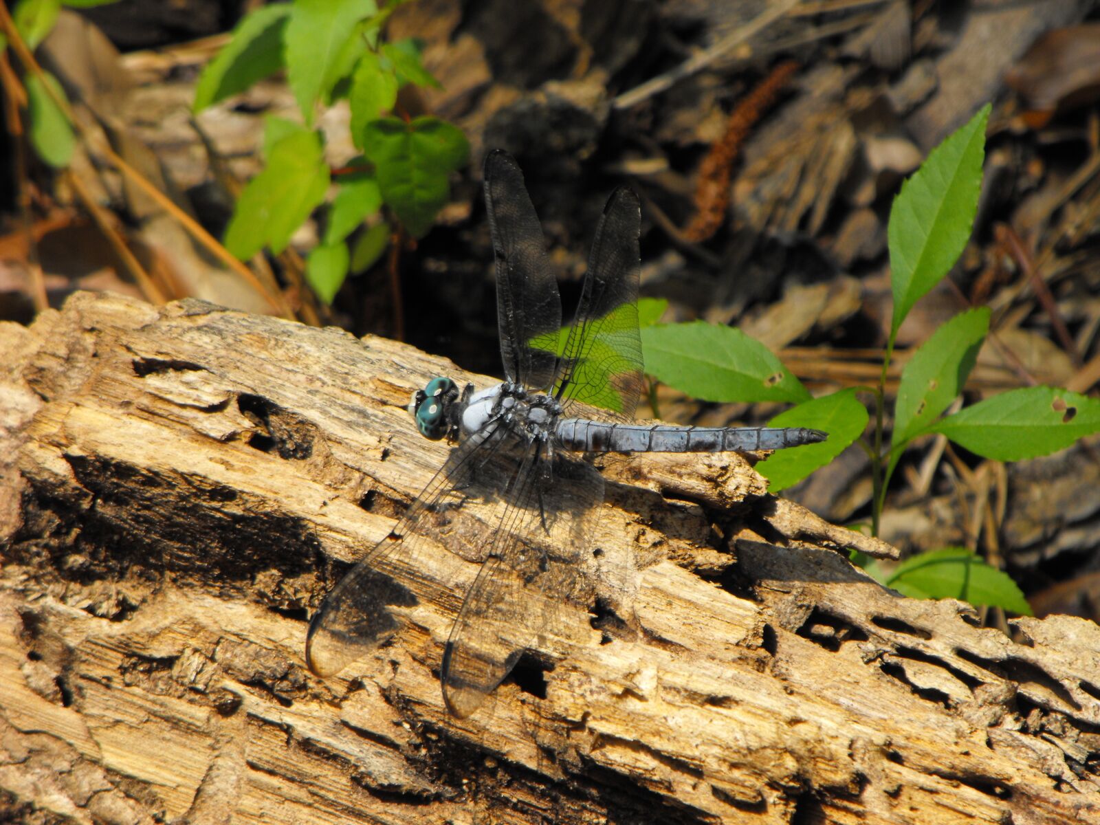 Fujifilm FinePix S1000fd sample photo. Dragonfly, nature, insect photography