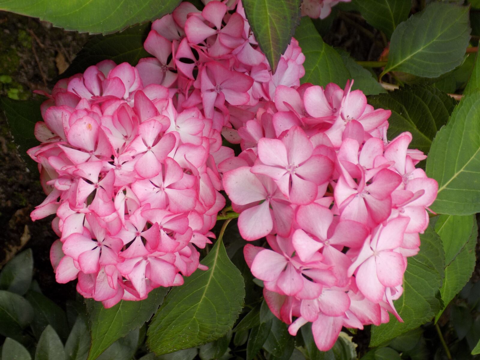 Nikon COOLPIX L340 sample photo. Hydrangea, flower, plant photography