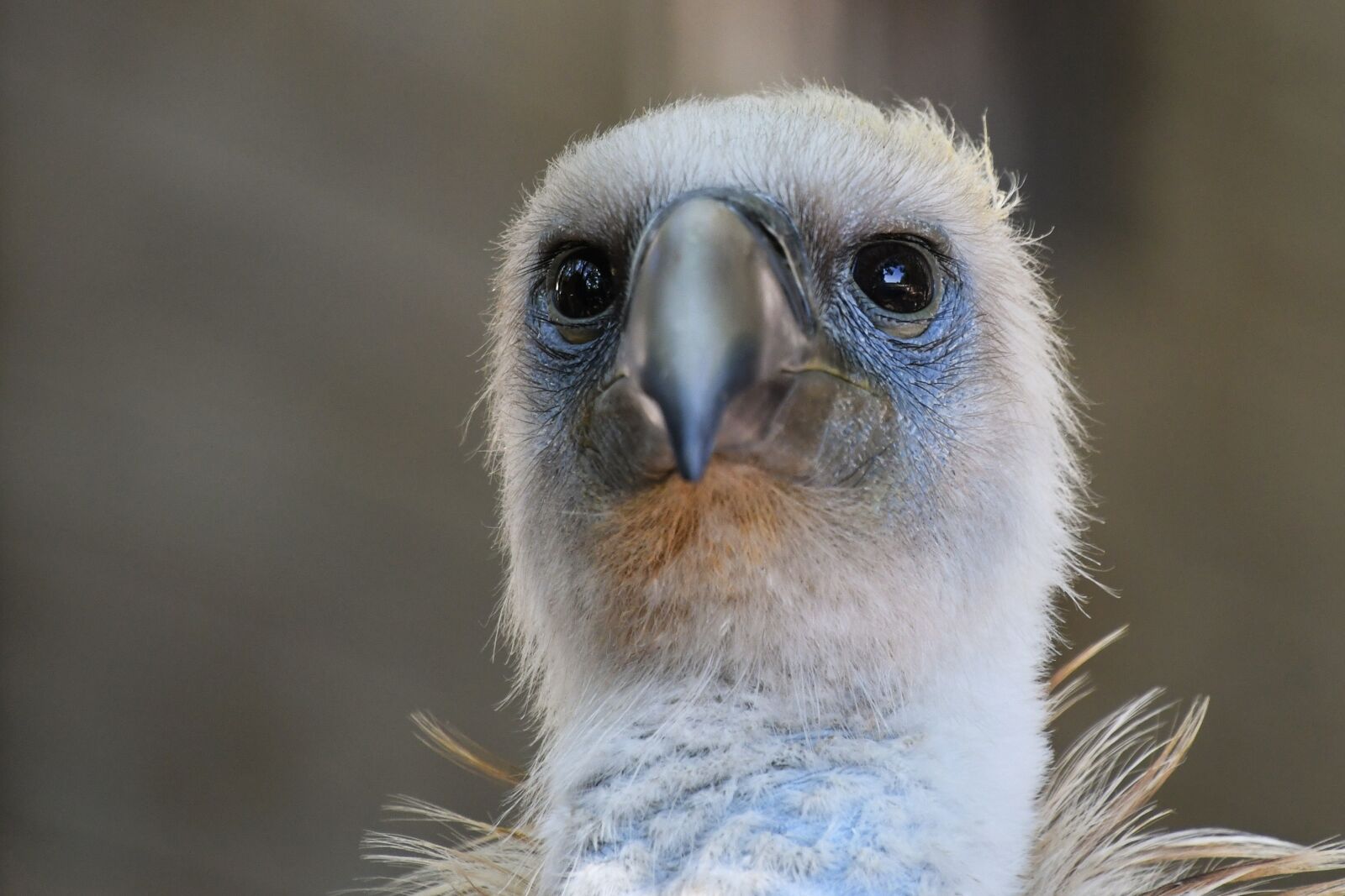 Nikon D500 sample photo. Vulture, raptor, scavenger photography