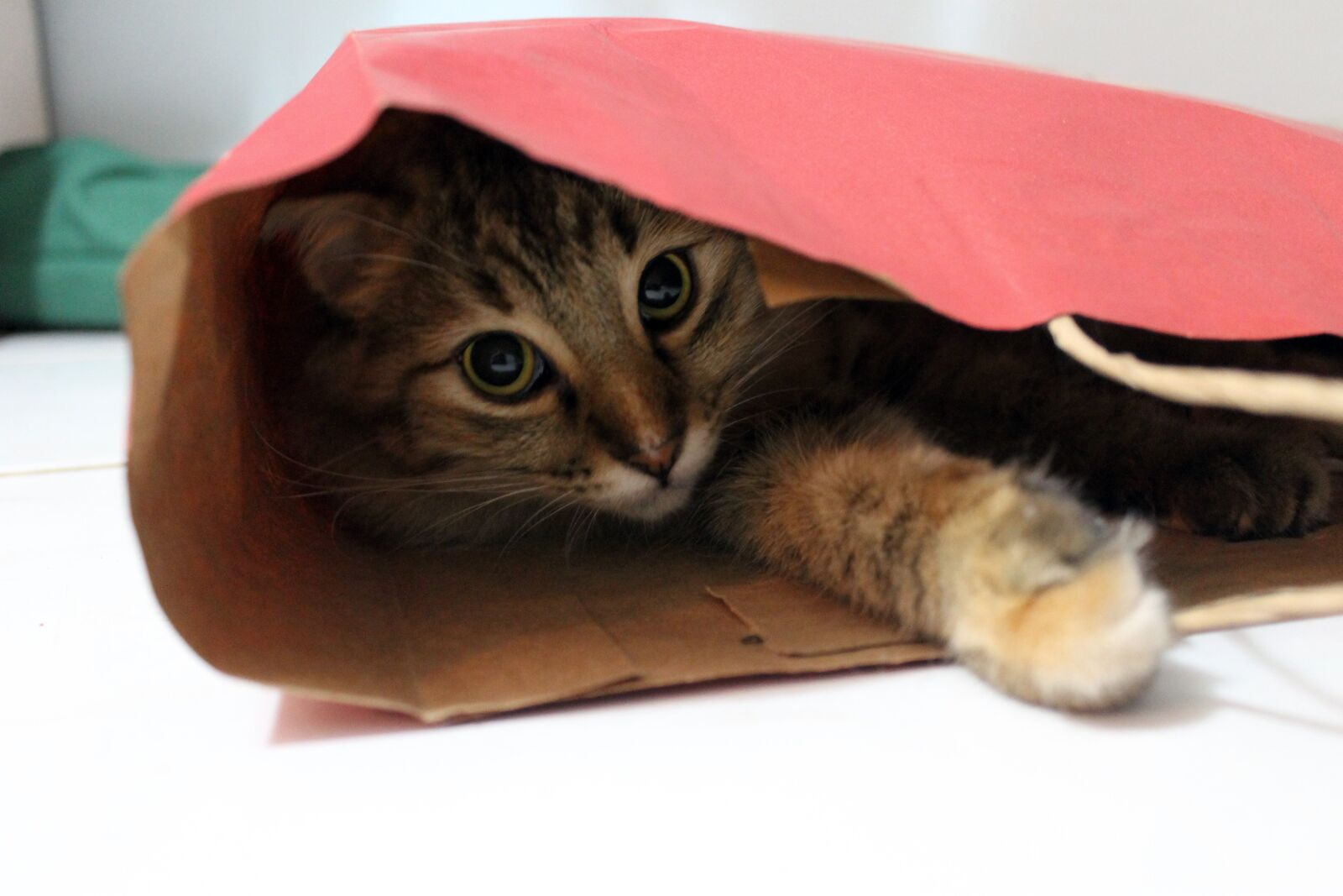 Canon EOS 1100D (EOS Rebel T3 / EOS Kiss X50) sample photo. Gata, linda, bag photography