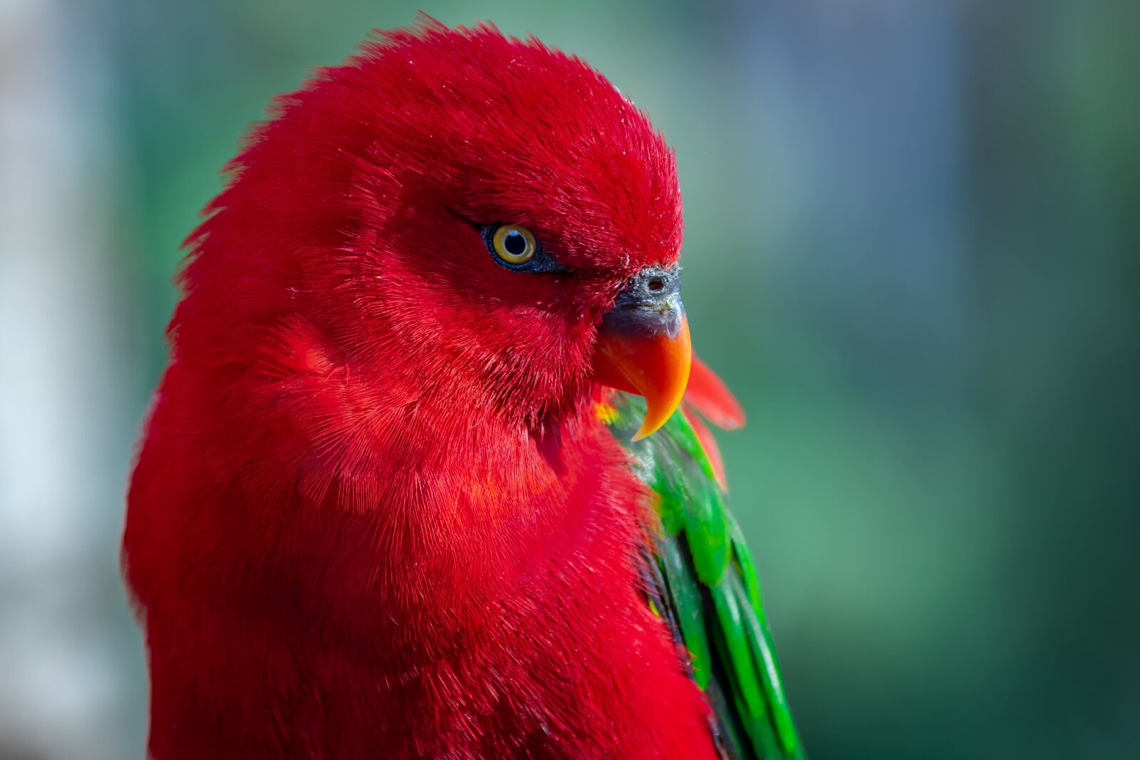 Canon EOS 60D + Canon EF 70-300mm F4-5.6L IS USM sample photo. Zoo, parrot, ara photography