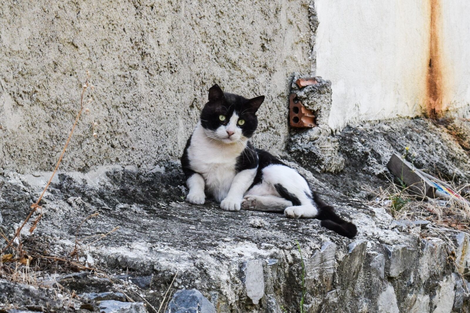 Nikon D3300 sample photo. Cat, stray, tramp photography