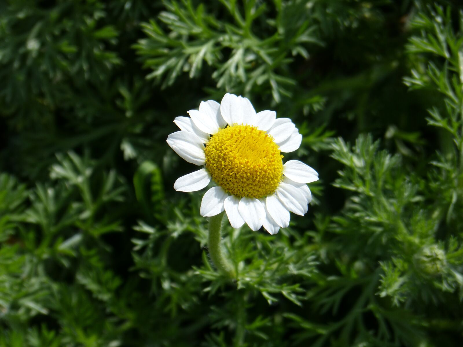 Panasonic DMC-FZ62 sample photo. Daisy, flower, petals photography