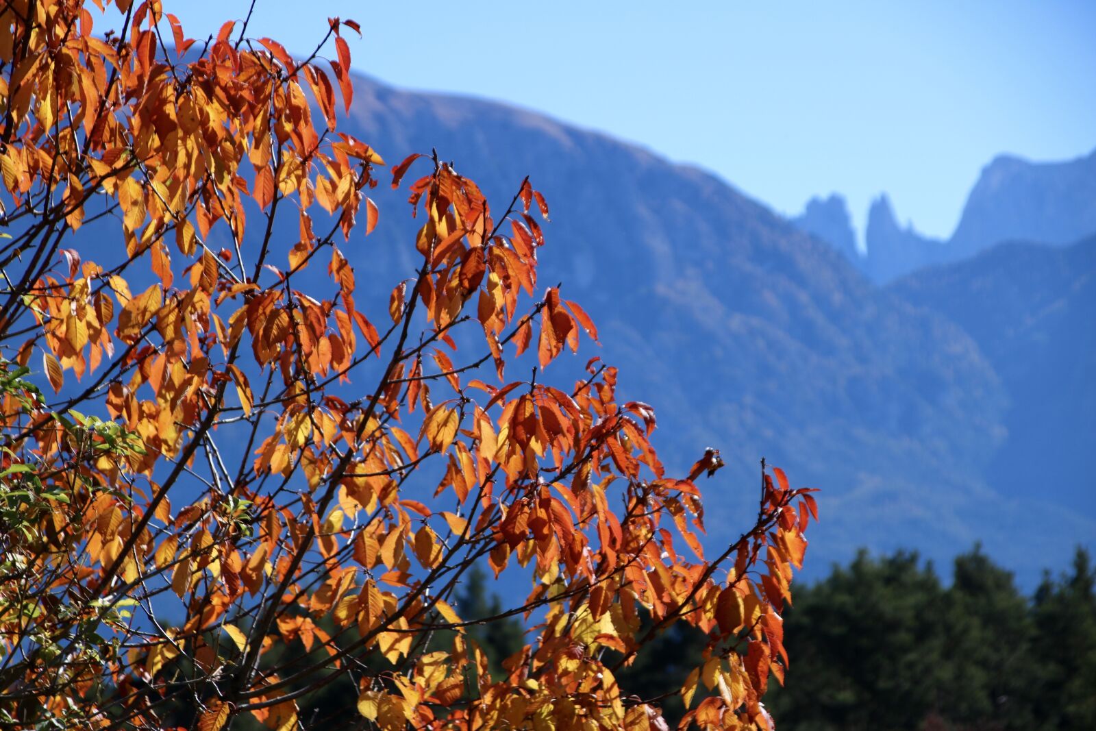 Canon EOS 750D (EOS Rebel T6i / EOS Kiss X8i) + Canon TS-E 90mm F2.8 Tilt-Shift sample photo. Autumn, leaves, tree photography