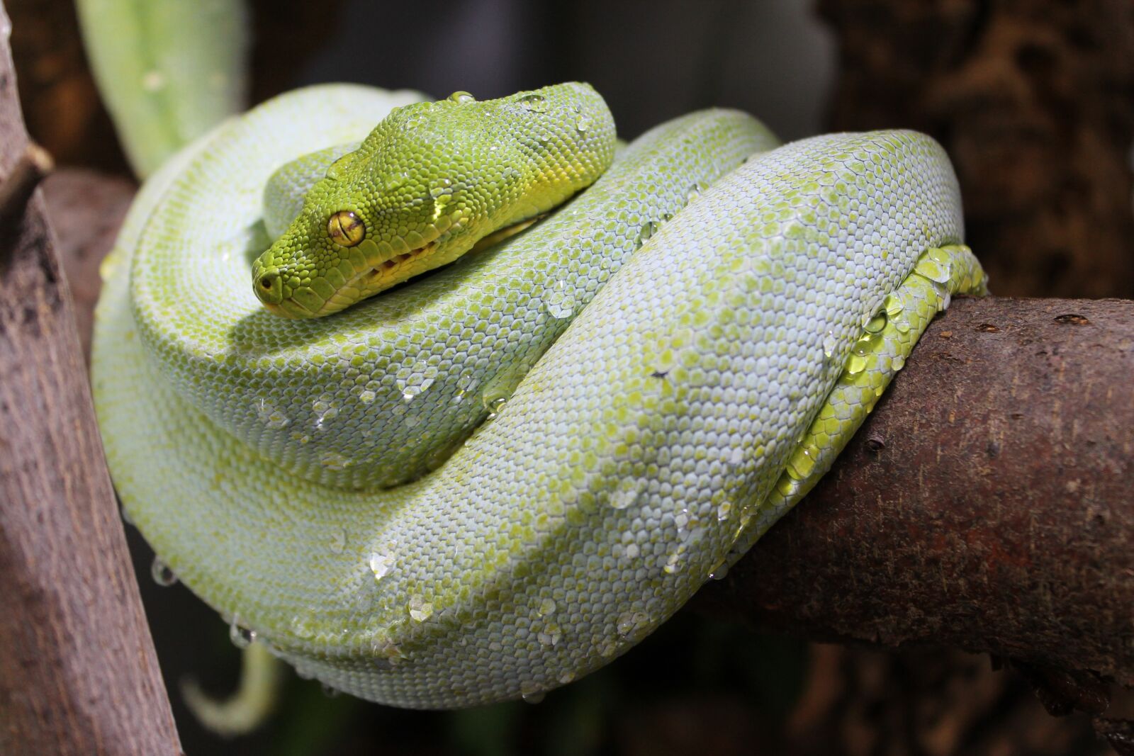 Canon EOS 1100D (EOS Rebel T3 / EOS Kiss X50) sample photo. Snake, water, drip photography