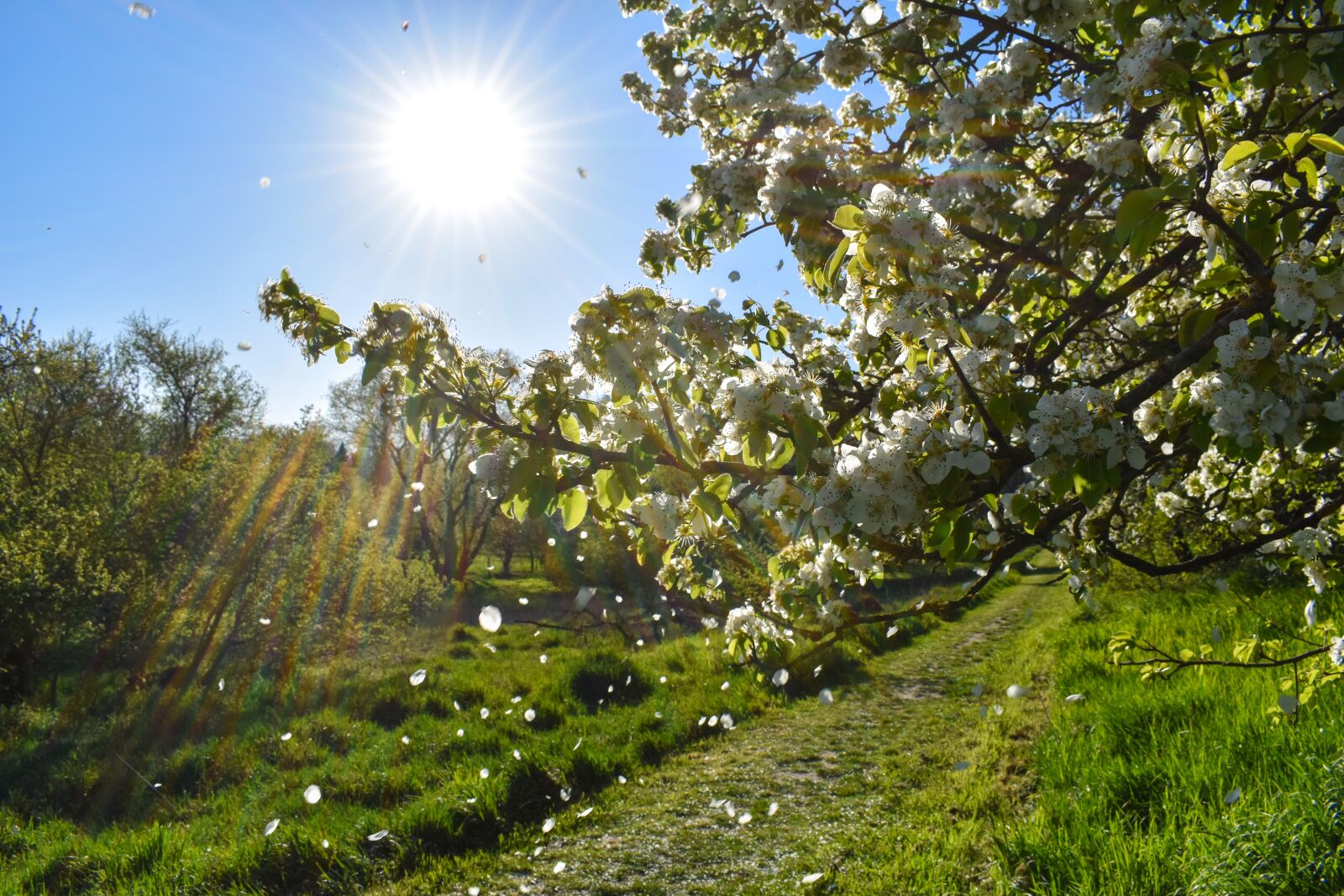 Nikon D5600 sample photo. Flowers, backlighting, spring photography