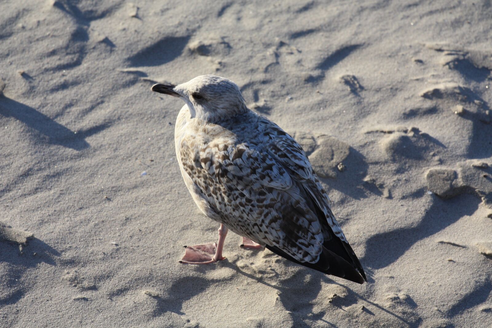 Canon EOS 450D (EOS Rebel XSi / EOS Kiss X2) sample photo. Nature, bird, gull photography