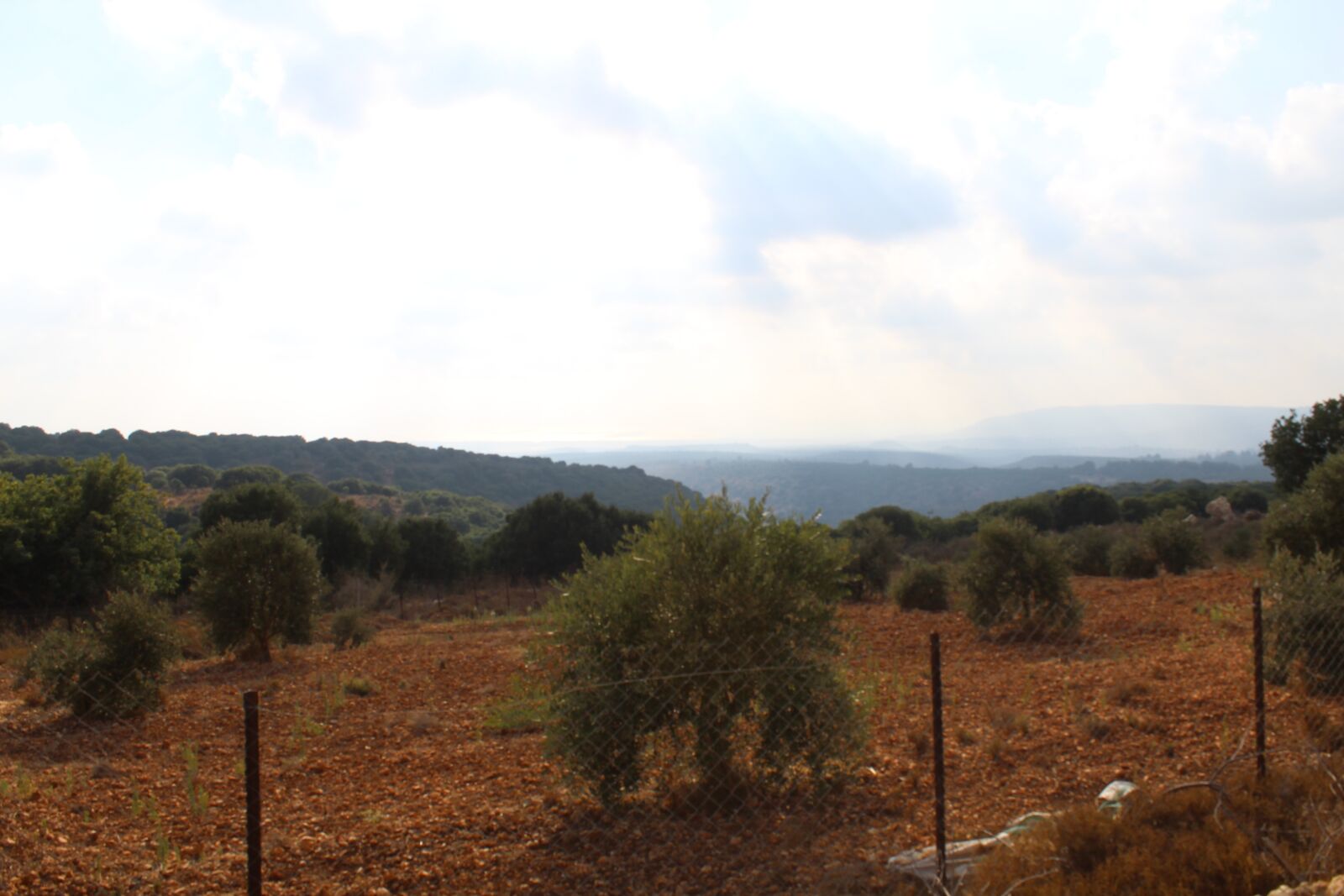 Canon EOS 4000D (EOS Rebel T100 / EOS 3000D) sample photo. Olive tree, olive grove photography