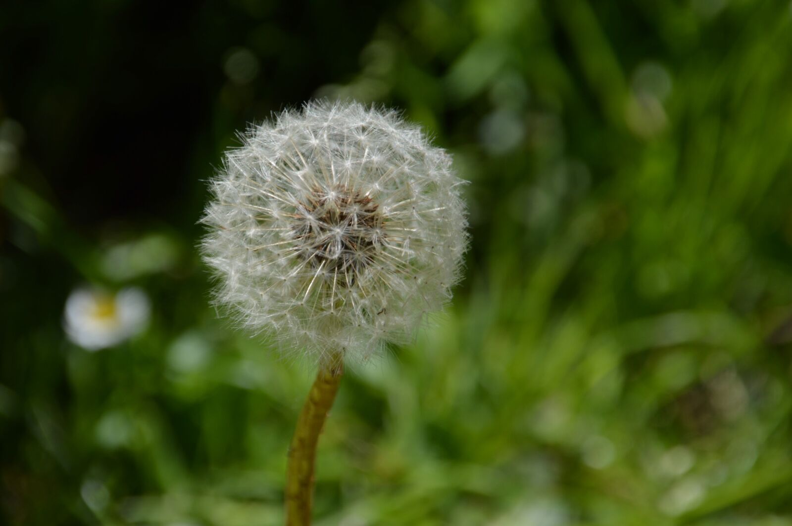 Nikon D3200 sample photo. Dandelion, white, plants photography