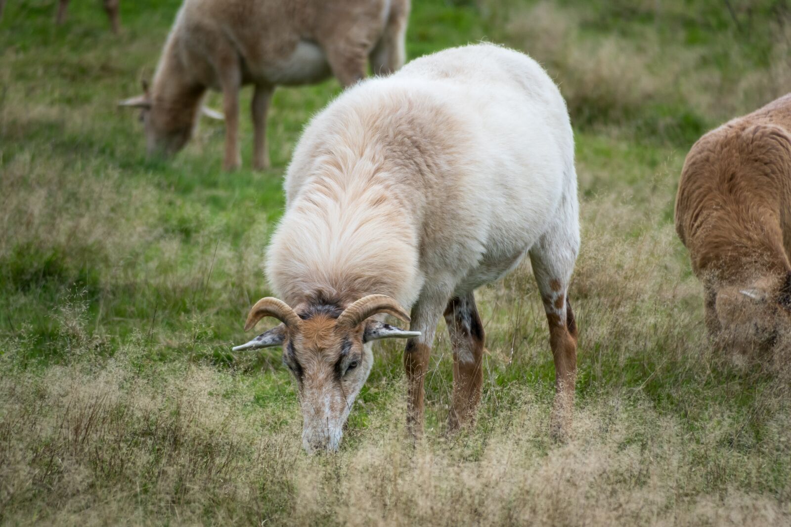 Canon PowerShot G3 X sample photo. Sheep, eat, graze photography