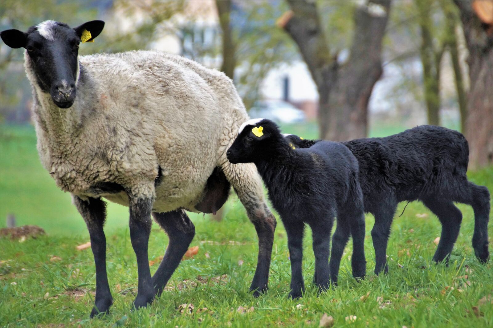 Sony SLT-A58 sample photo. Sheep, suffolk, animal photography