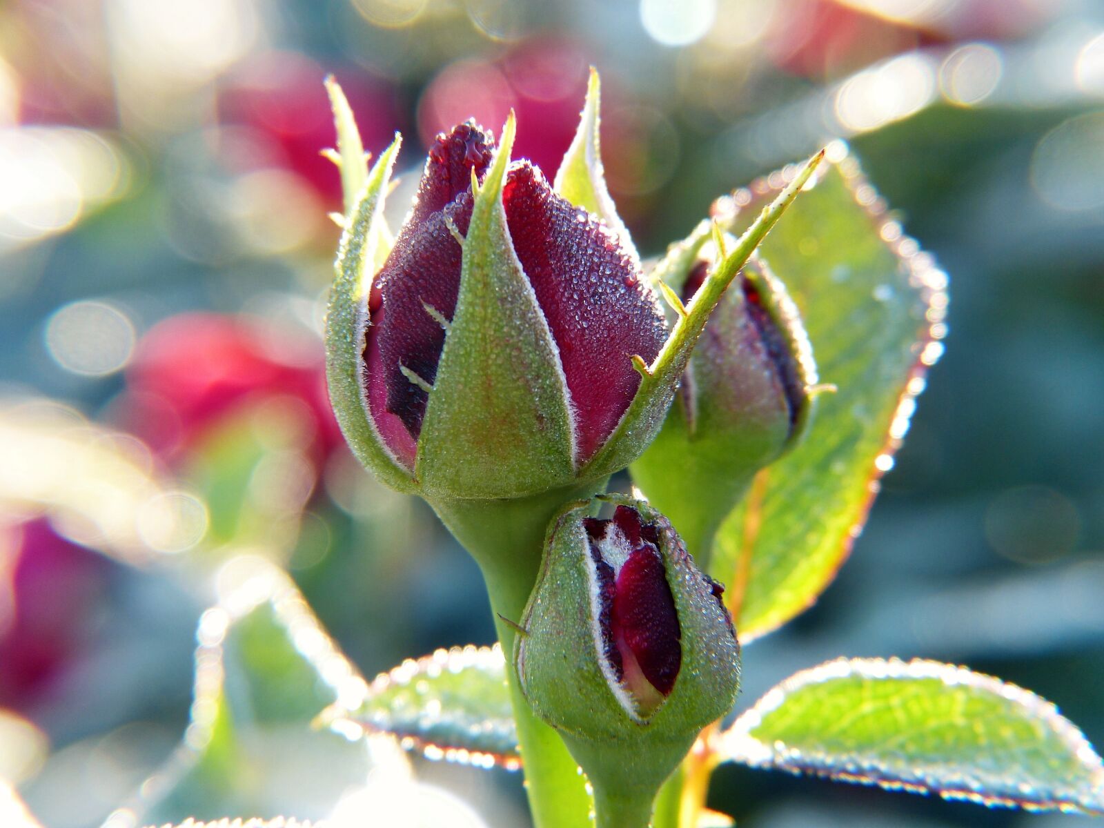 Panasonic Lumix DMC-FZ150 sample photo. Rose, bud, rose bloom photography