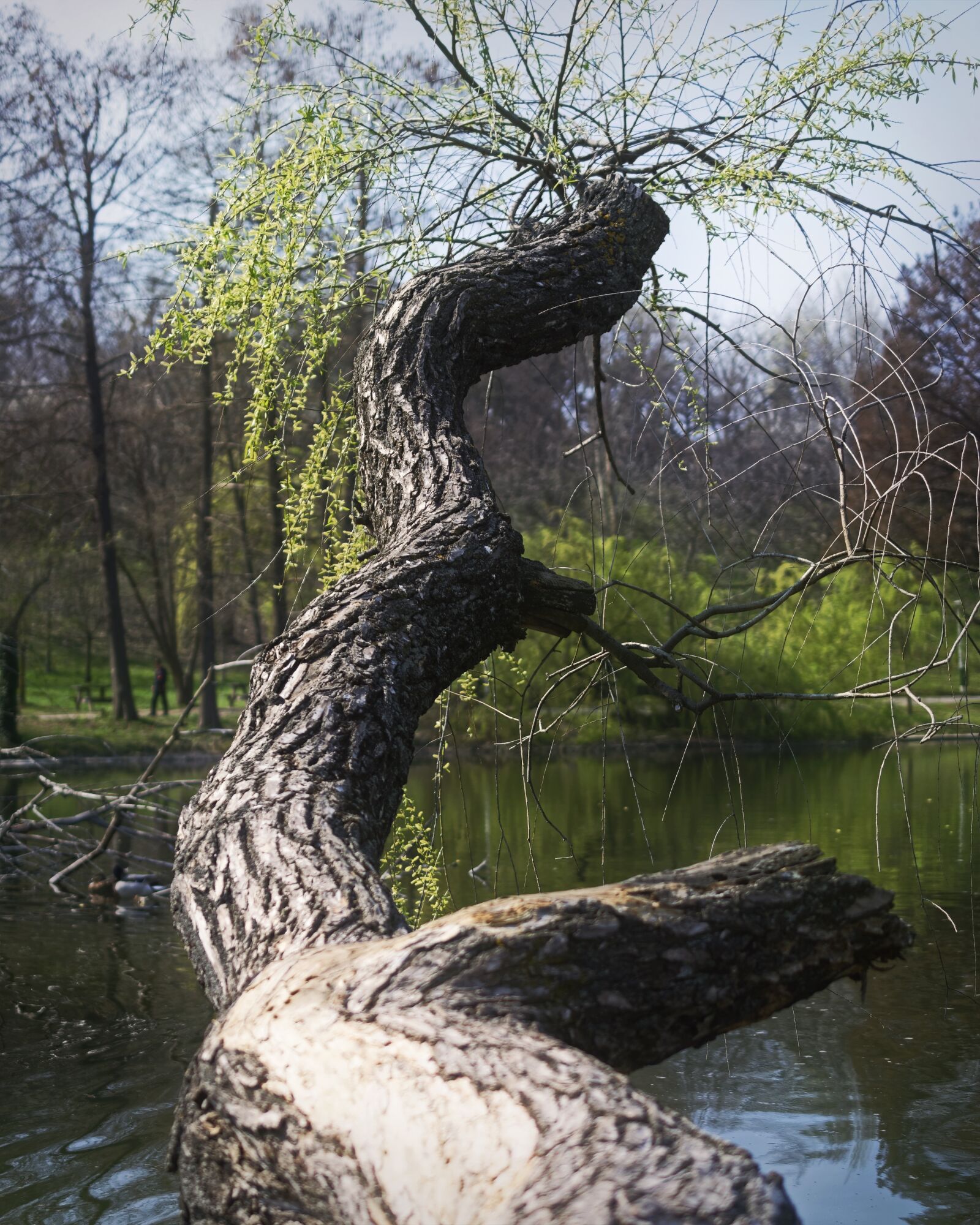 Nikon D5300 sample photo. Nature, trunk, tree photography