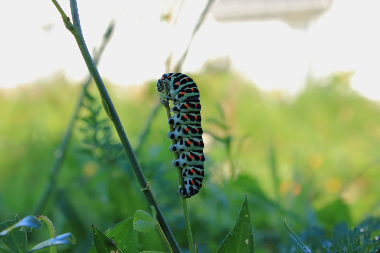 Canon EOS 600D (Rebel EOS T3i / EOS Kiss X5) sample photo. Caterpillar, butterfly, swallowtail photography