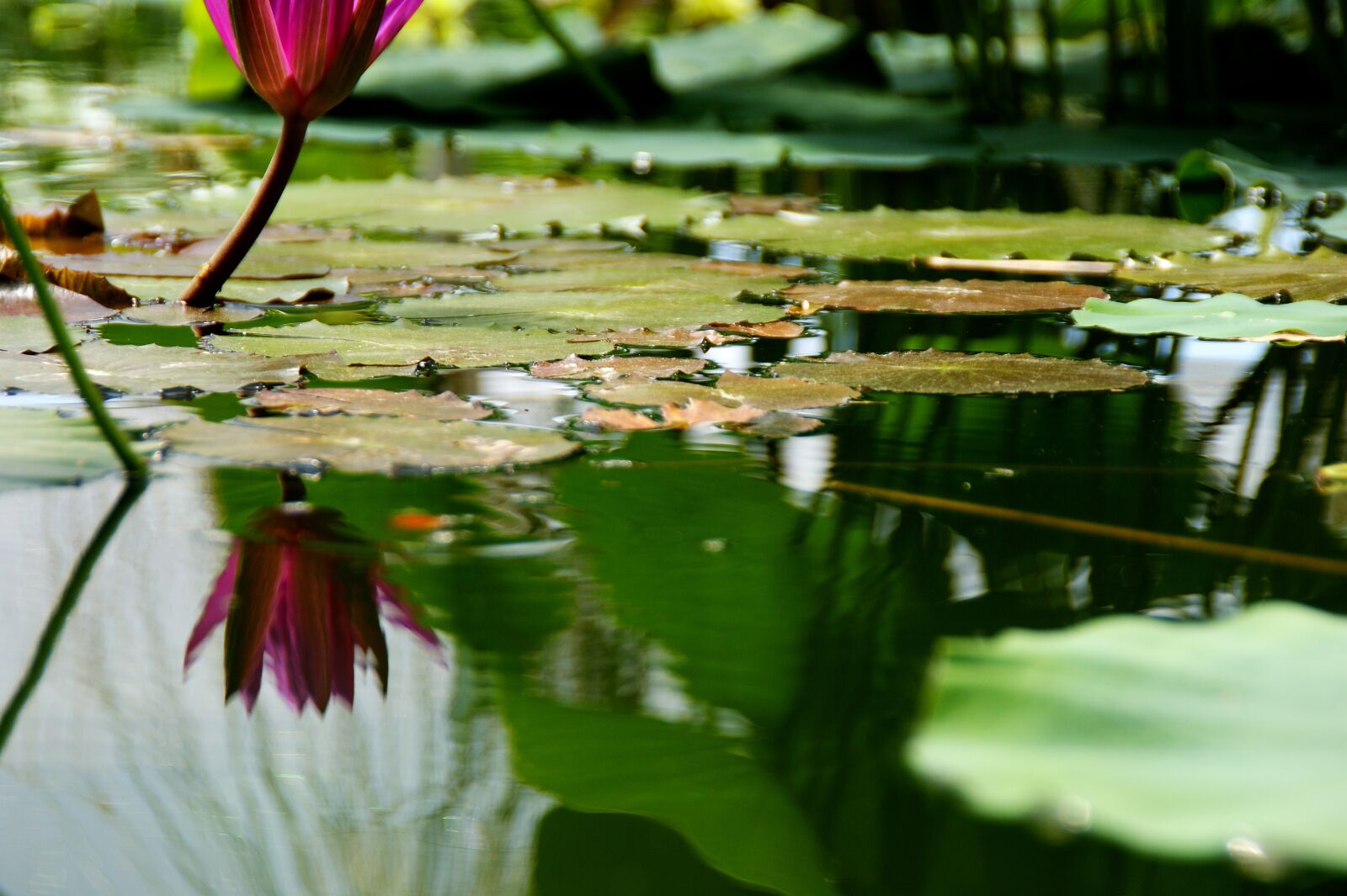 Sony Alpha DSLR-A350 sample photo. Pond, pond plant, nature photography