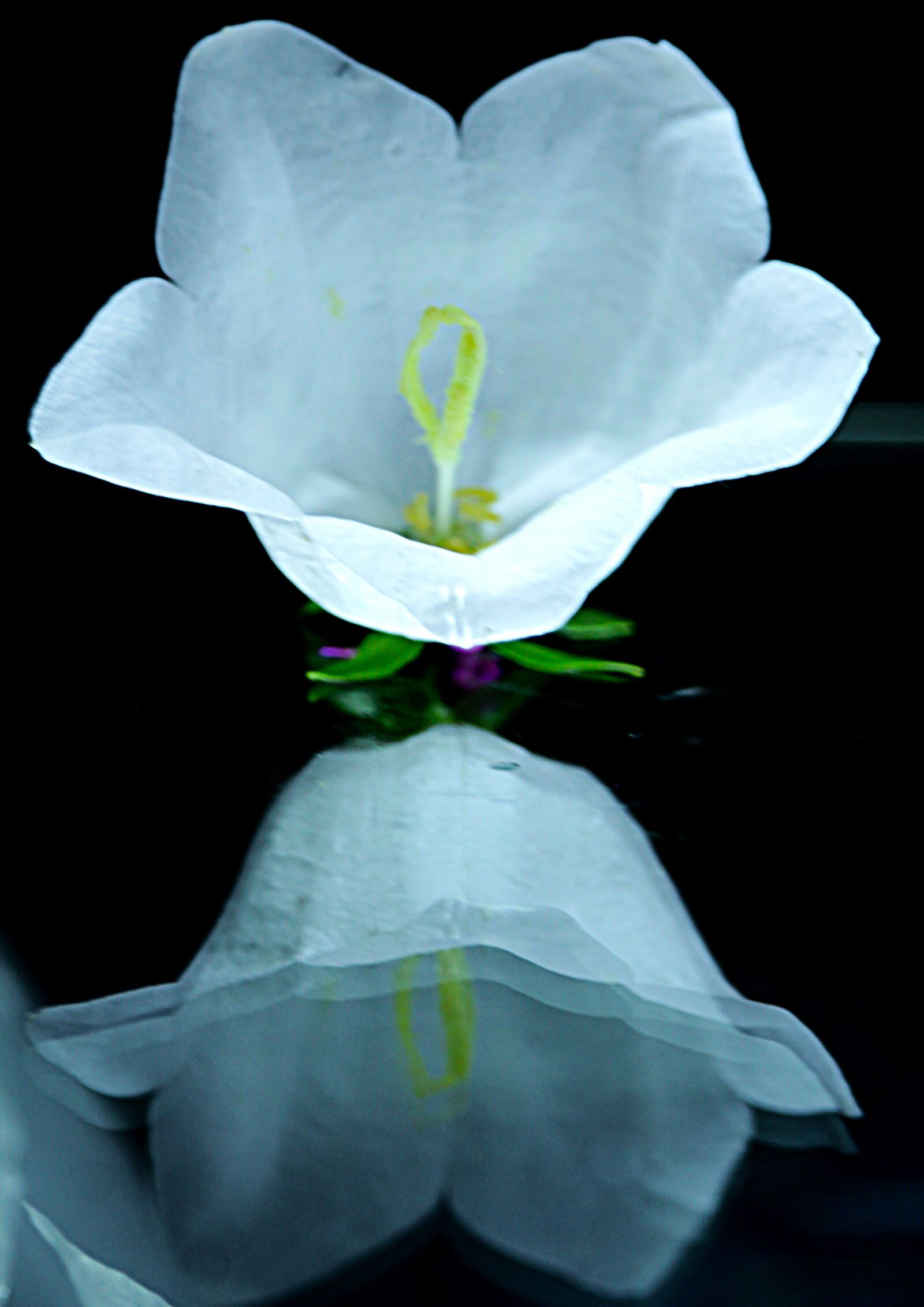 Canon EF-S 55-250mm F4-5.6 IS STM sample photo. Bell, flower, bloom photography