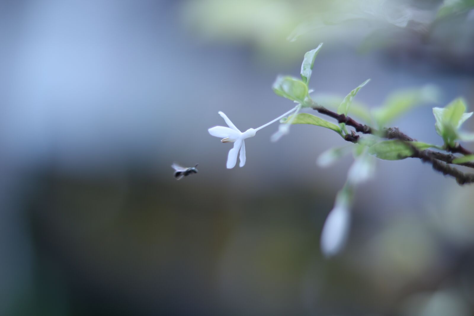 Canon EOS 750D (EOS Rebel T6i / EOS Kiss X8i) sample photo. Garden, outdoor, nature photography