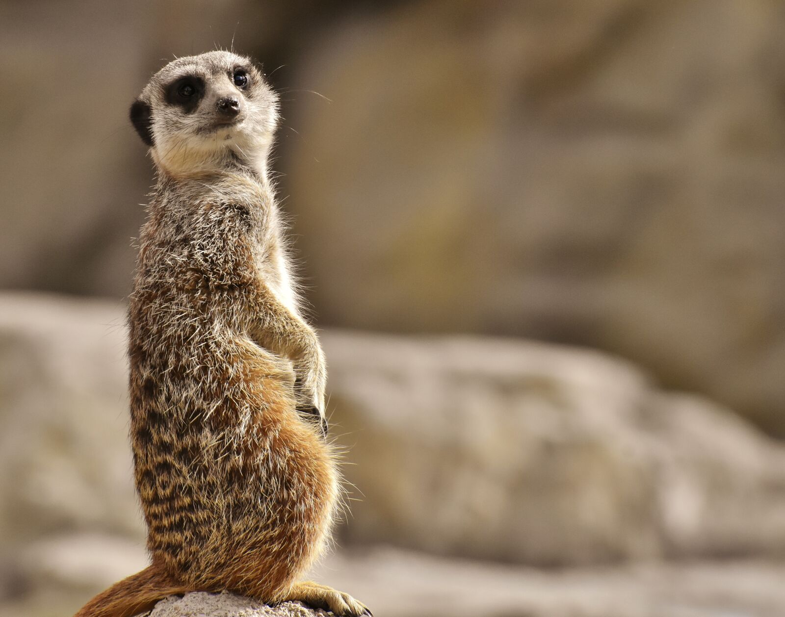 Nikon D7200 sample photo. Meerkat, animal, nature photography