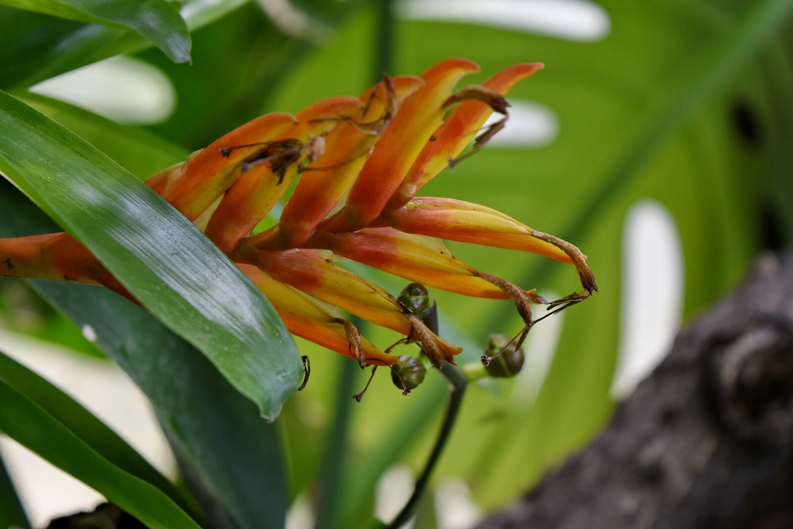 Nikon D5500 sample photo. Jungle, nature, leaf, flora photography