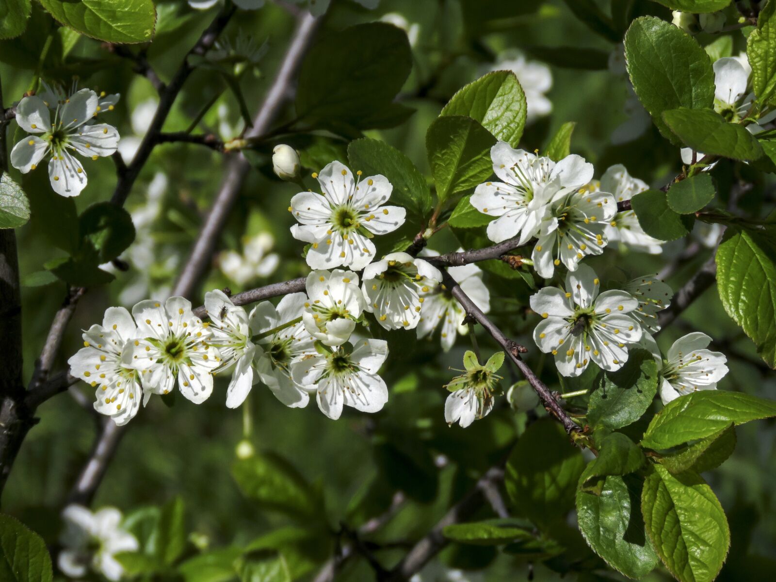 Canon PowerShot SX60 HS sample photo. Branch, flowers, plum photography