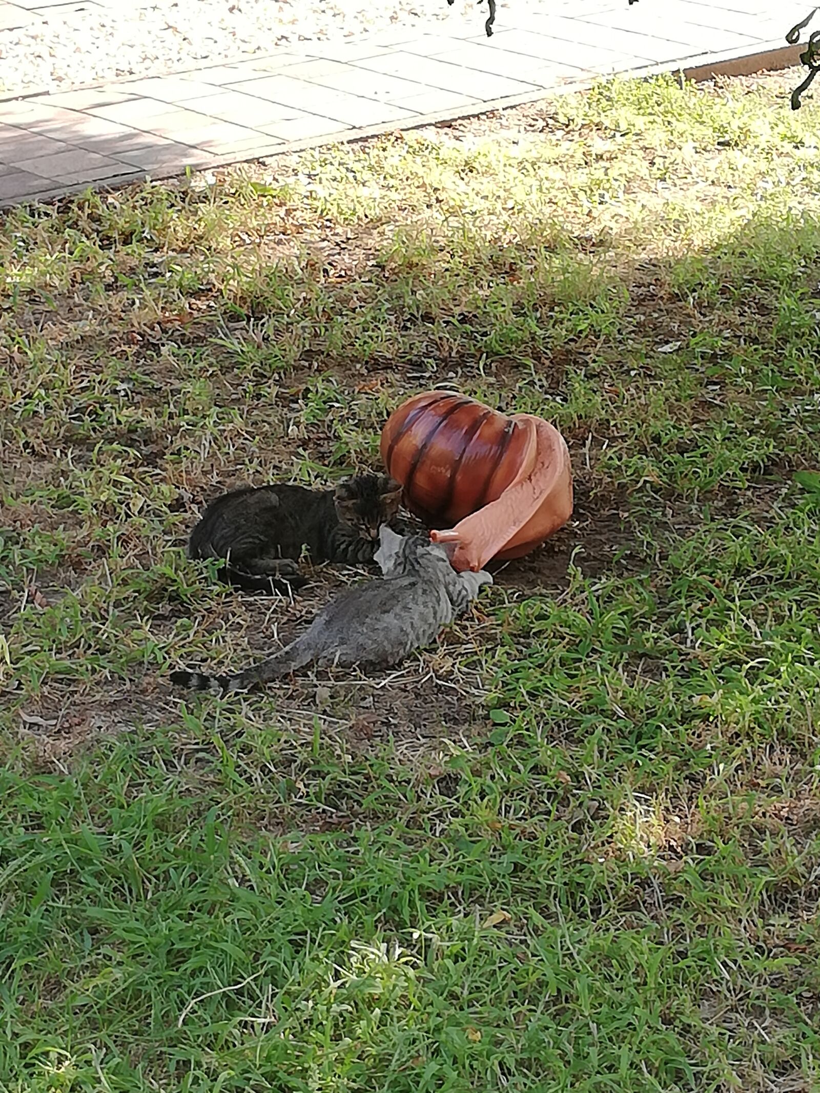 HUAWEI Mate 10 Lite sample photo. Garden, cats, snail photography