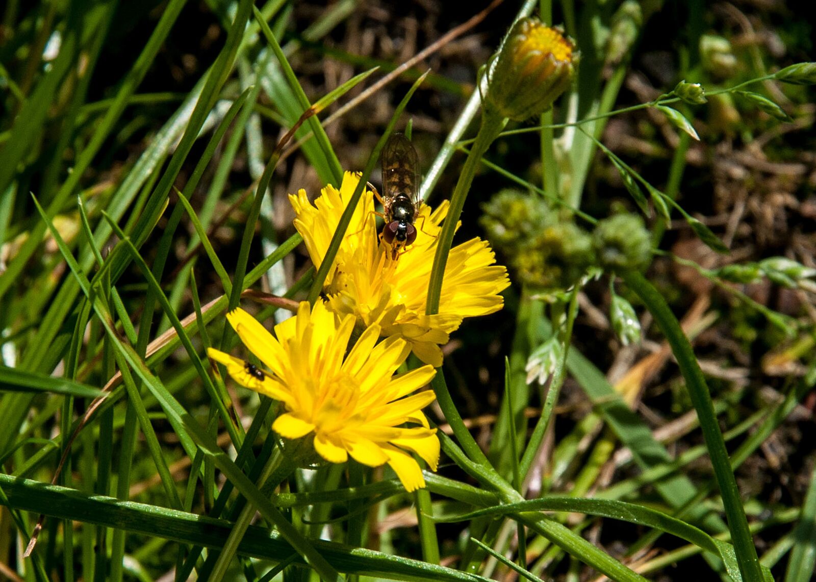 Nikon D5000 sample photo. Nature, plant, flower photography