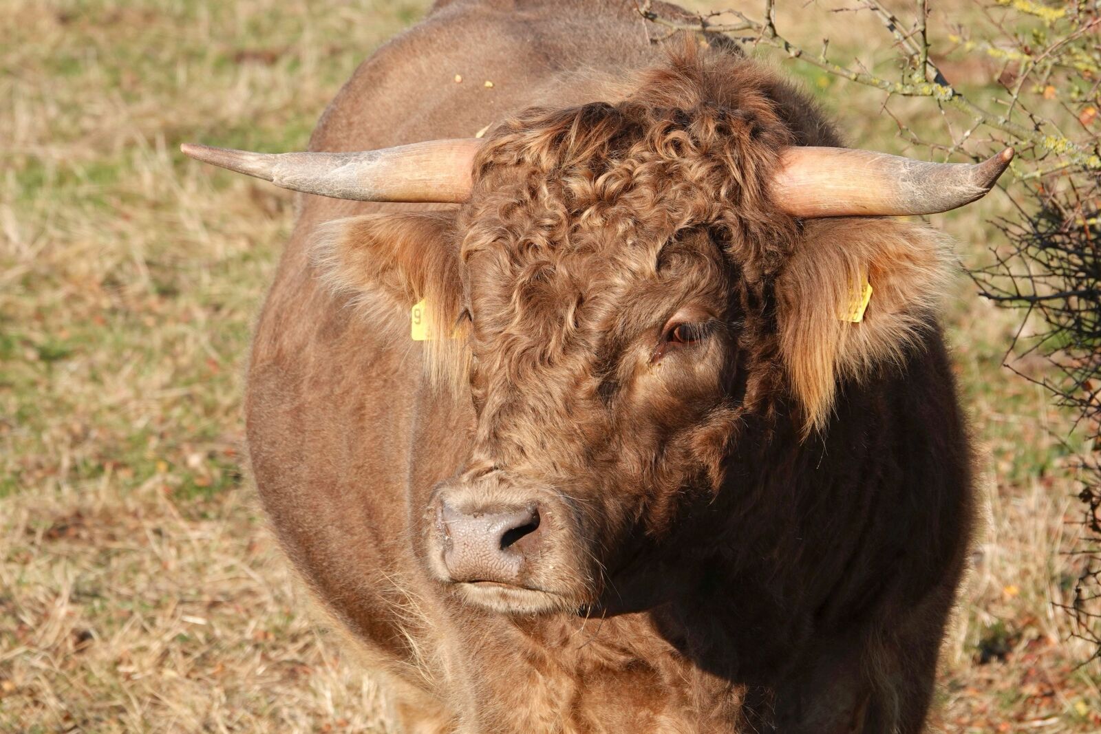 Sony Cyber-shot DSC-RX10 IV sample photo. Beef, horns, red brown photography