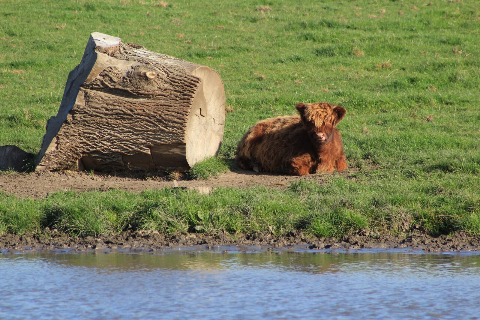 Canon EF 75-300mm f/4-5.6 sample photo. Ox, animal, ruminant photography